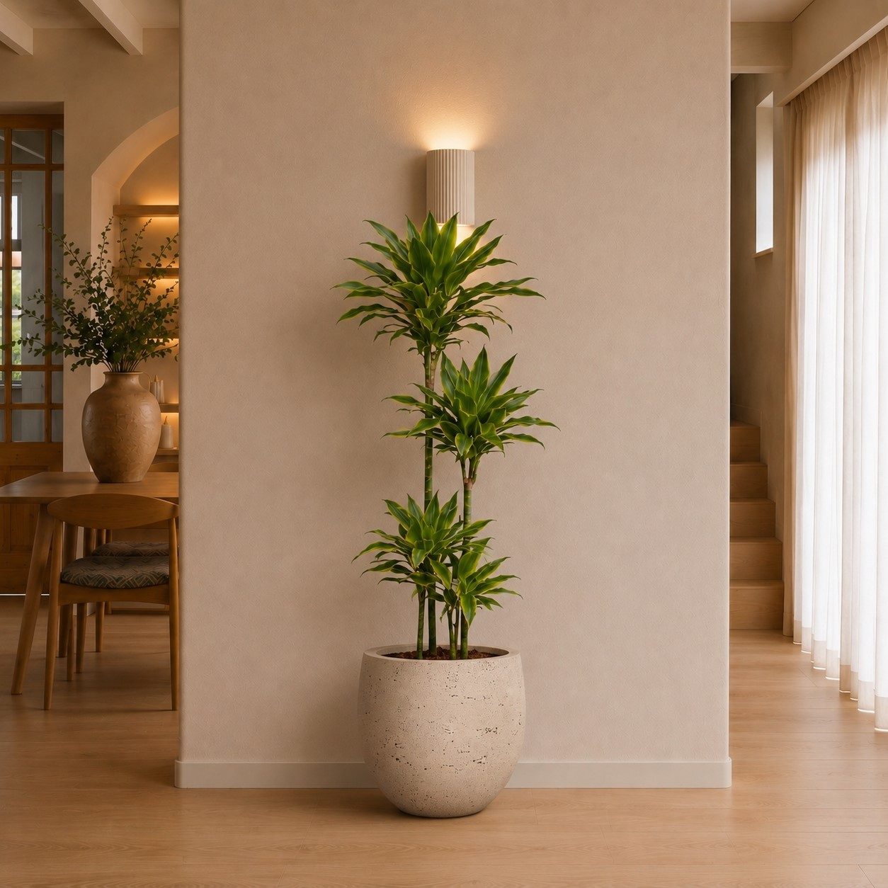 Dracaena Golden Coast - 160 cm Dracaena Golden Coast - 160 cm