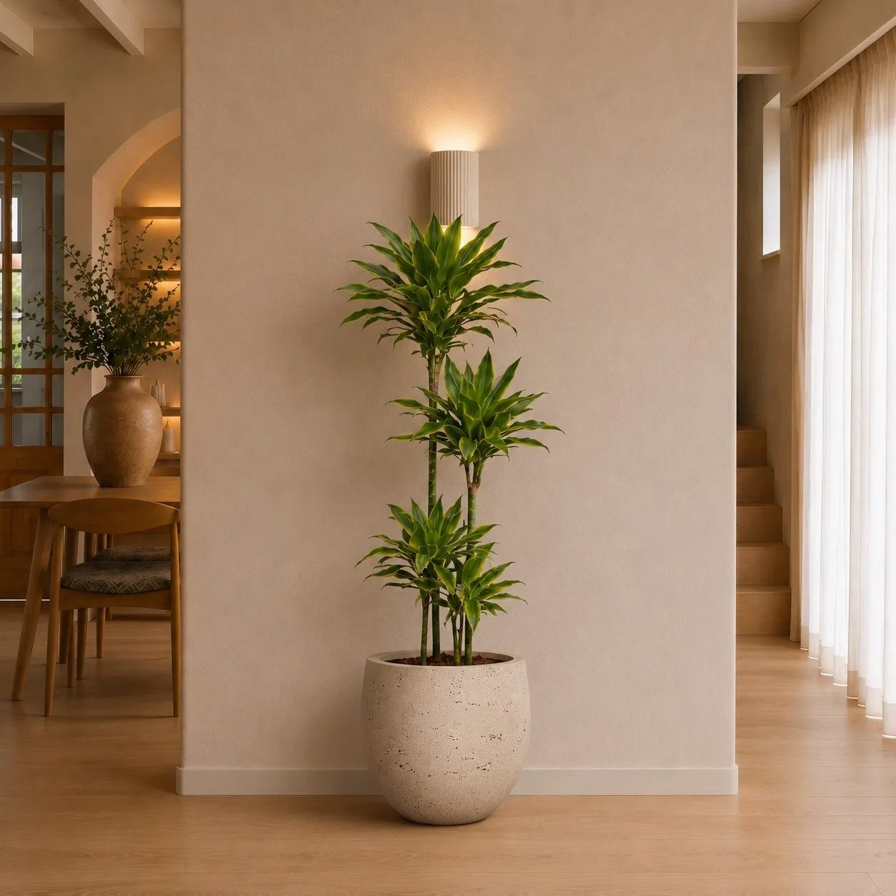 Dracaena Golden Coast - 160 cm Dracaena Golden Coast - 160 cm