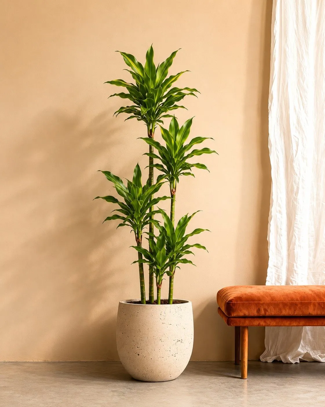 Dracaena Golden Coast - 170 cm Dracaena Golden Coast - 170 cm