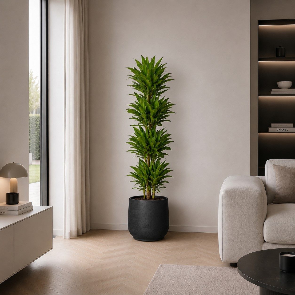 Dracaena Golden Coast - 200 cm Dracaena Golden Coast - 200 cm