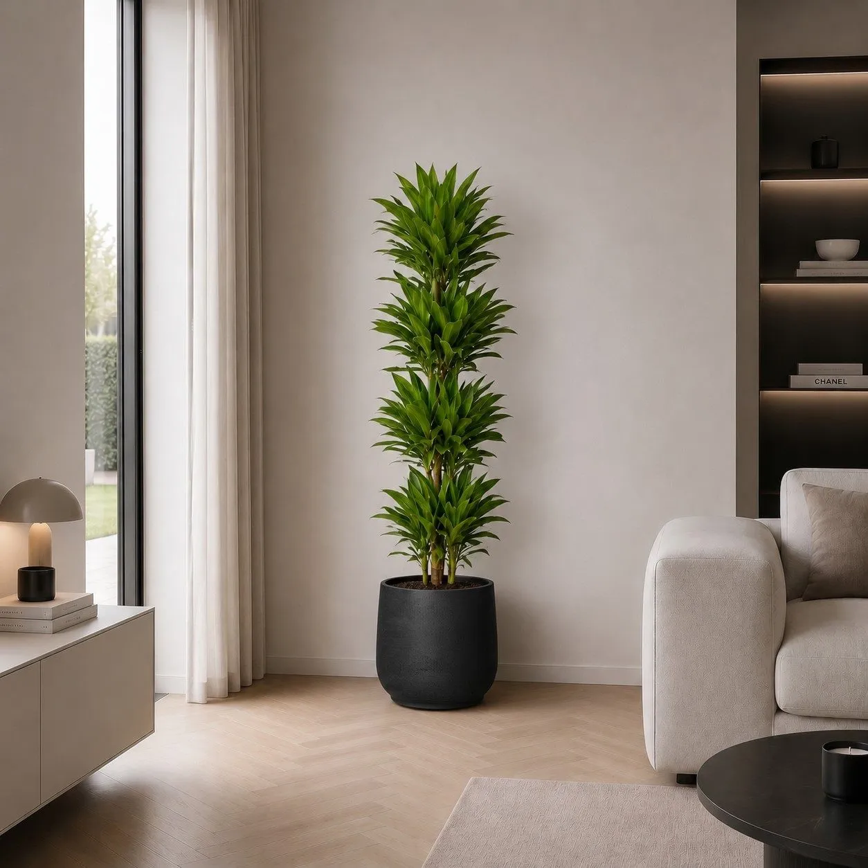 Dracaena Golden Coast - 200 cm Dracaena Golden Coast - 200 cm