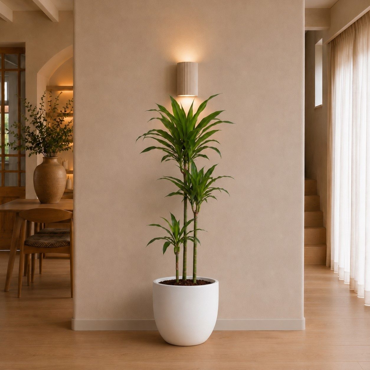 Dracaena Janet Craig - 150 cm Dracaena Janet Craig - 150 cm