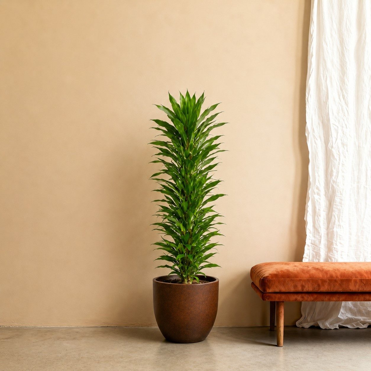 Dracaena Janet Lind vertakt - 170 cm Dracaena Janet Lind vertakt - 170 cm