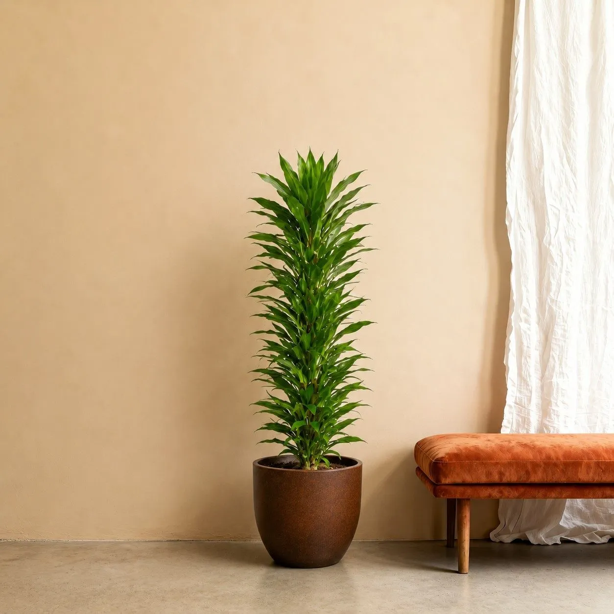 Dracaena Janet Lind vertakt - 170 cm
