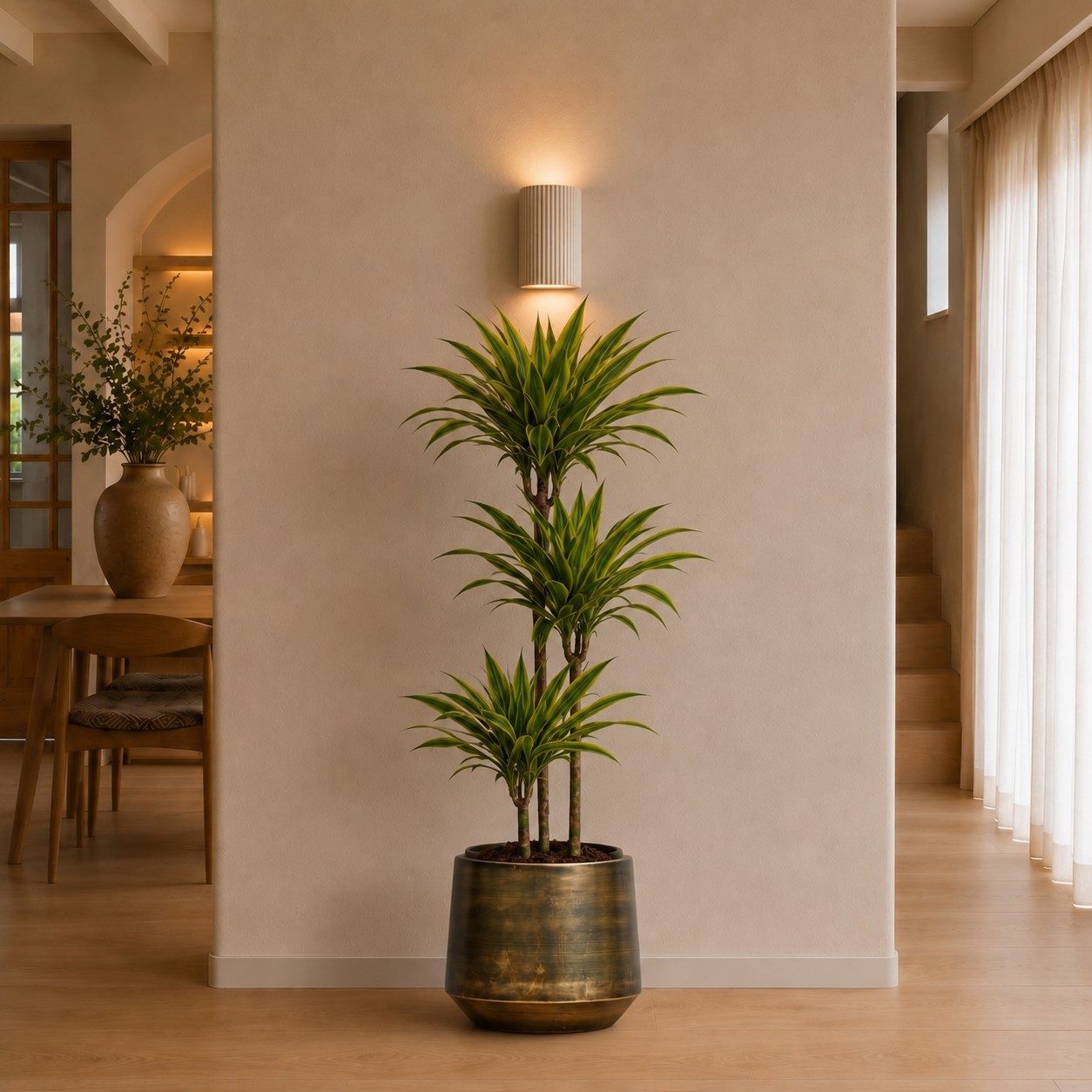 Dracaena Lemon Lime - 130 cm Dracaena Lemon Lime - 130 cm