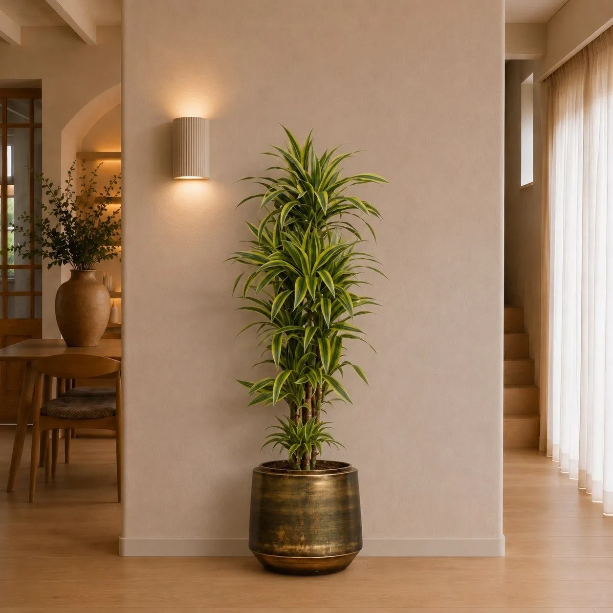 Dracaena Lemon Lime - 150 cm Dracaena Lemon Lime - 150 cm