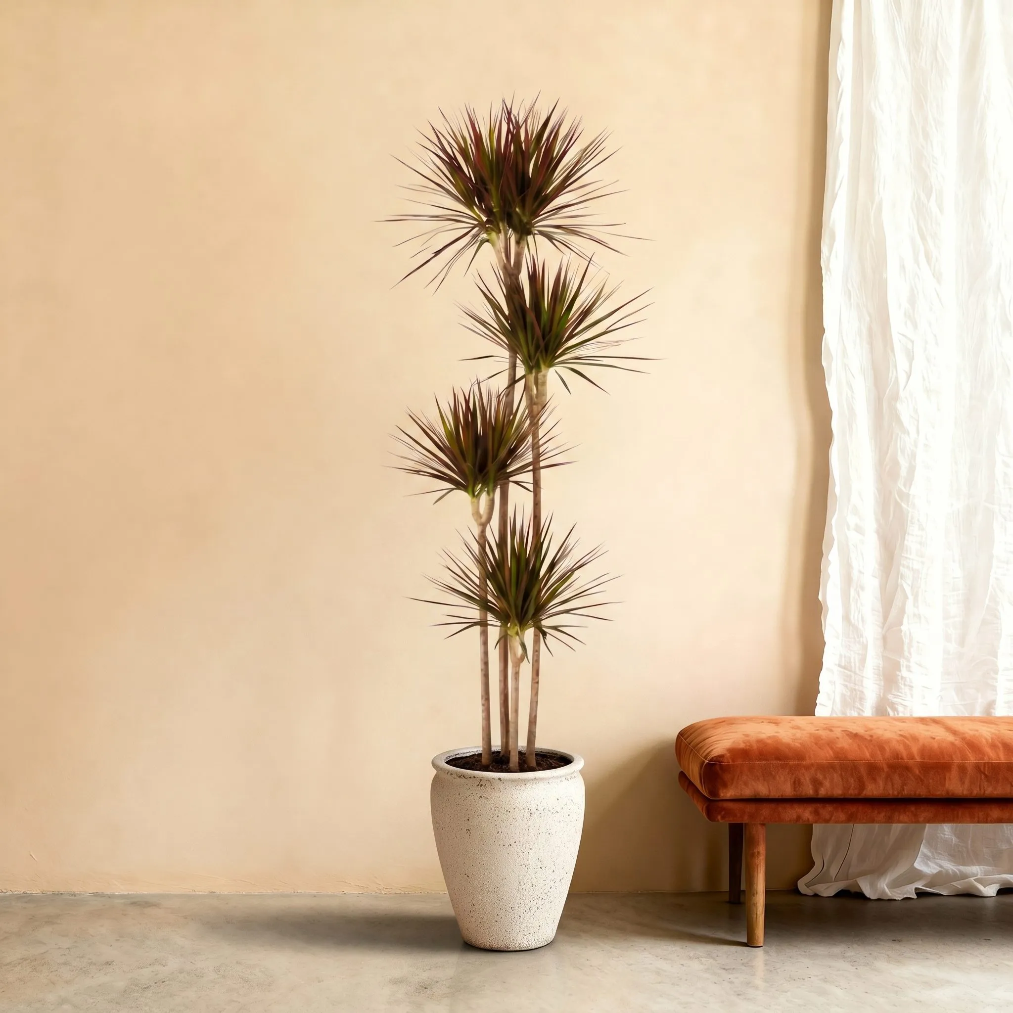 Dracaena Magenta - 180 cm Dracaena Magenta - 180 cm