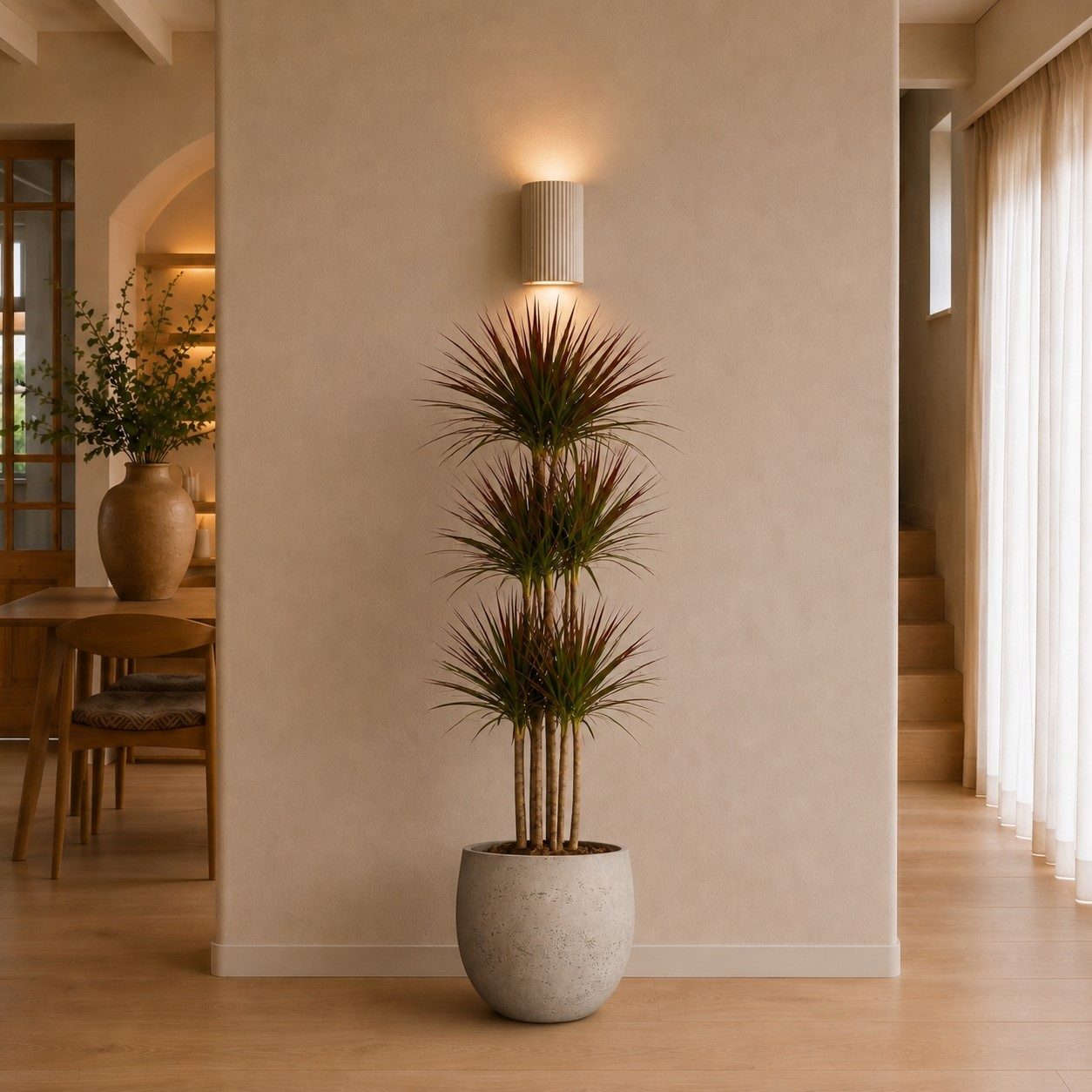 Dracaena Magenta Carrousel - 150 cm Dracaena Magenta Carrousel - 150 cm