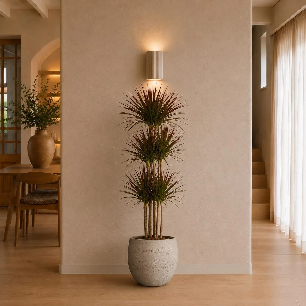 Dracaena Magenta Carrousel - 150 cm Dracaena Magenta Carrousel - 150 cm