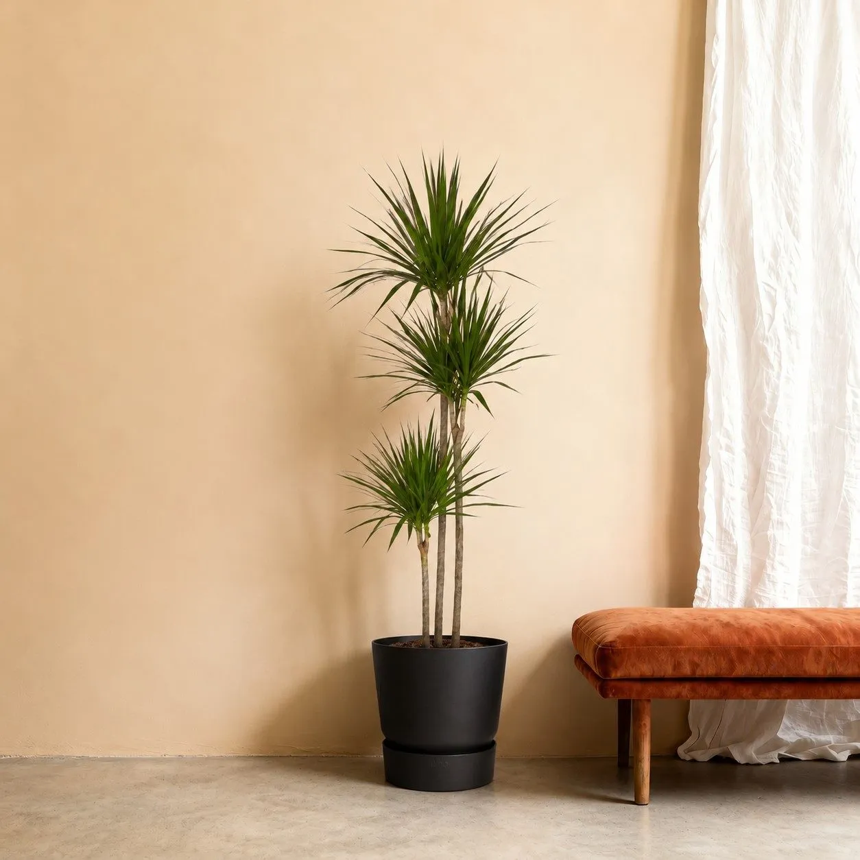 Dracaena Marginata - 160 cm Dracaena Marginata - 160 cm