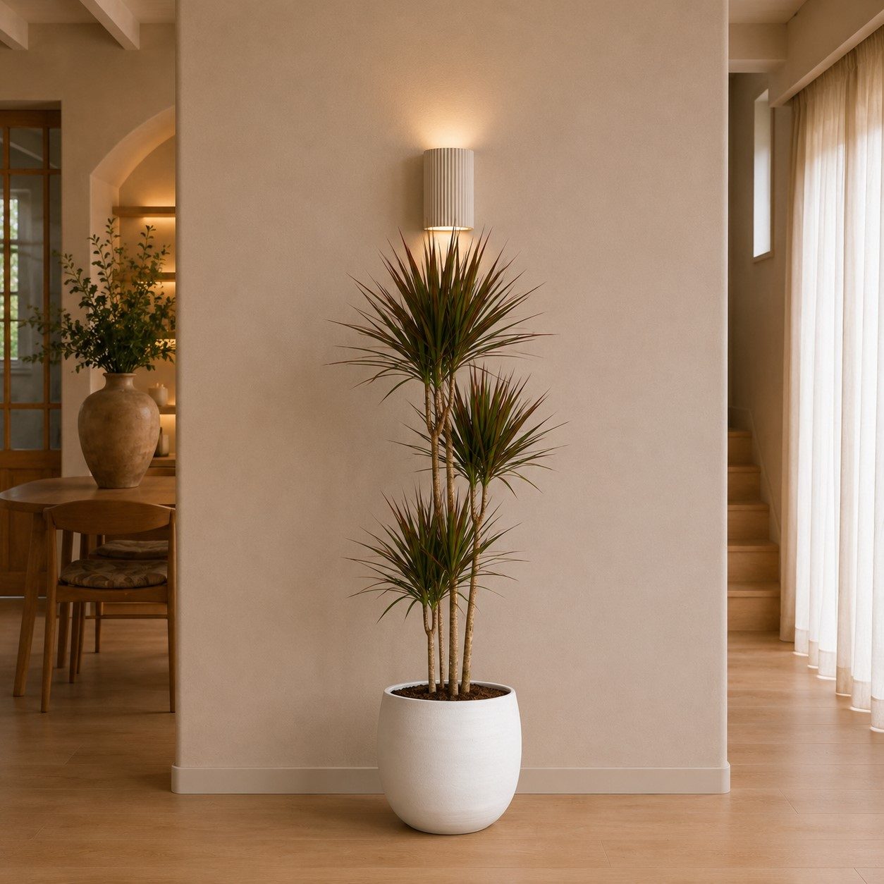Dracaena Marginata - 180 cm