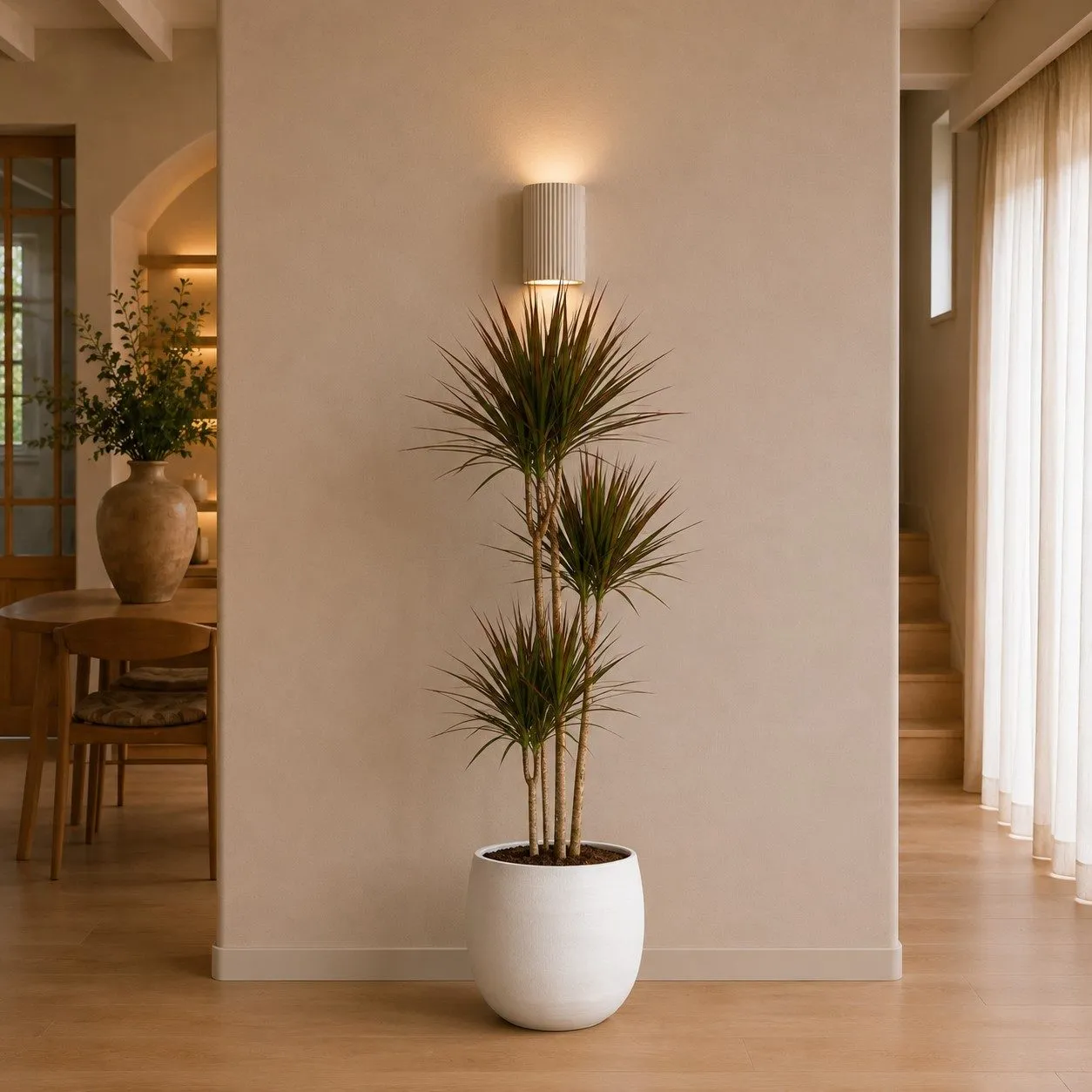 Dracaena Marginata - 180 cm