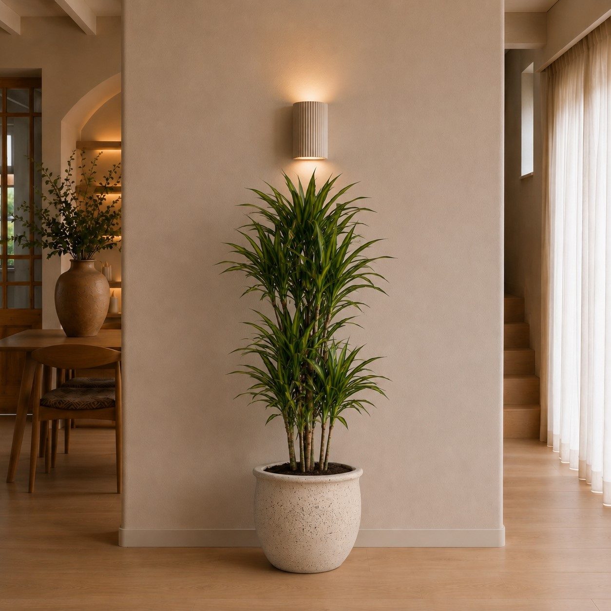 Dracaena Riki - 140 cm Dracaena Riki - 140 cm