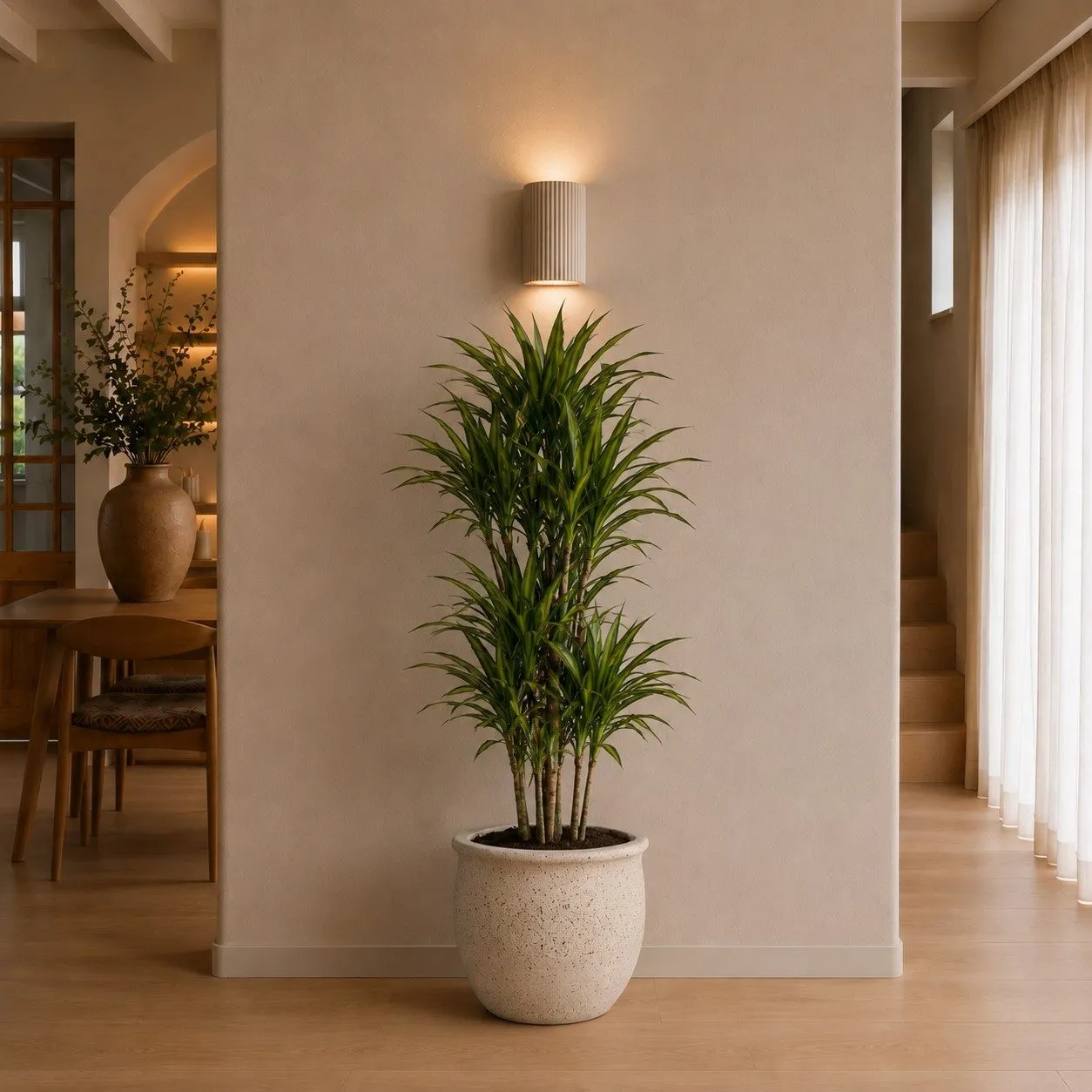 Dracaena Riki - 140 cm Dracaena Riki - 140 cm