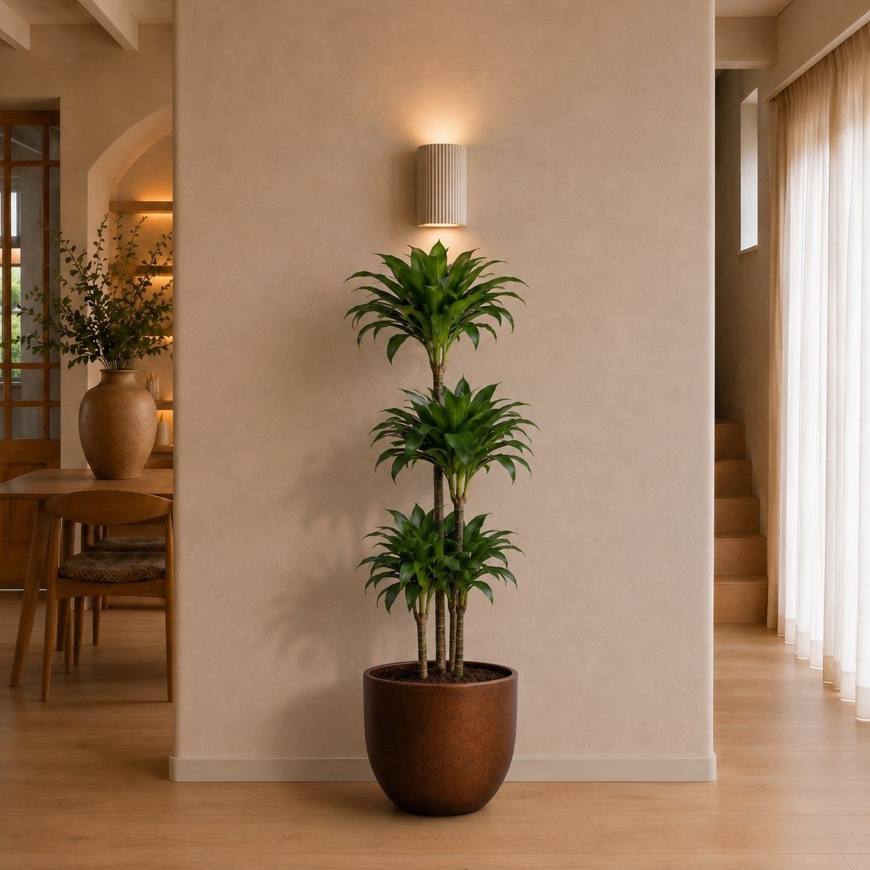 Dracaena Tatuade - 140 cm Dracaena Tatuade - 140 cm