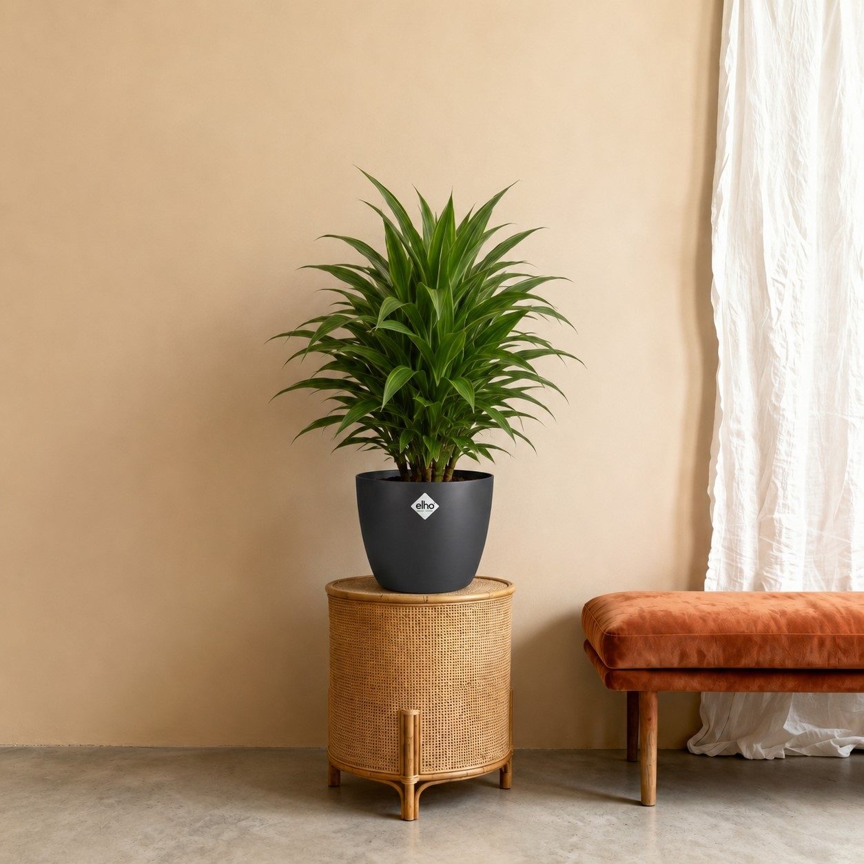 Dracaena Warneckei - 100 cm
