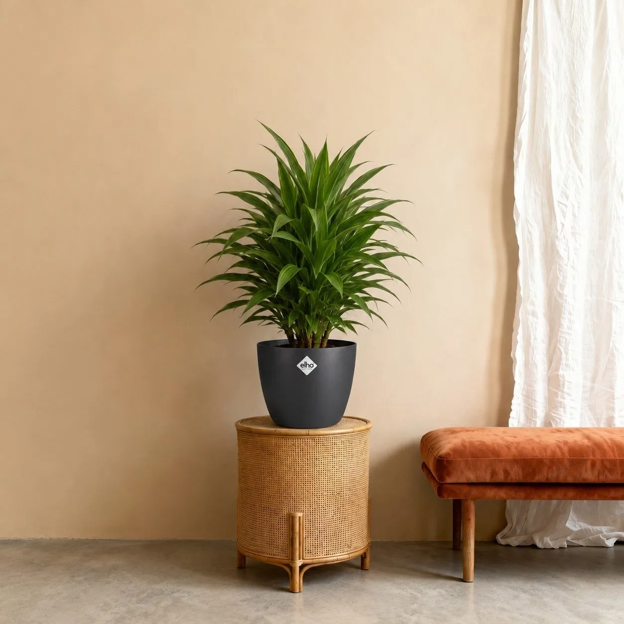 Dracaena Warneckei - 100 cm Dracaena Warneckei - 100 cm