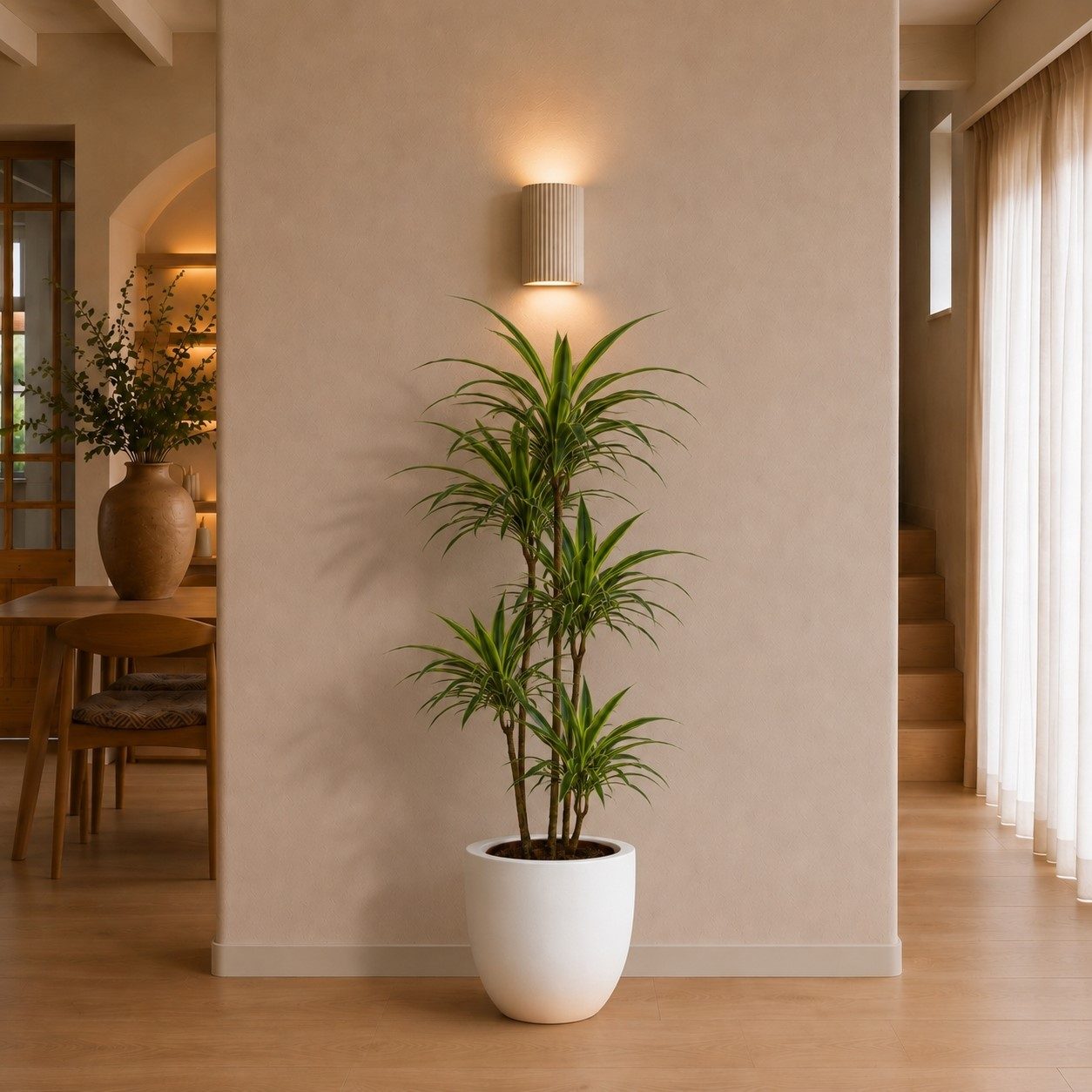 Dracaena Warneckei - 145 cm Dracaena Warneckei - 145 cm