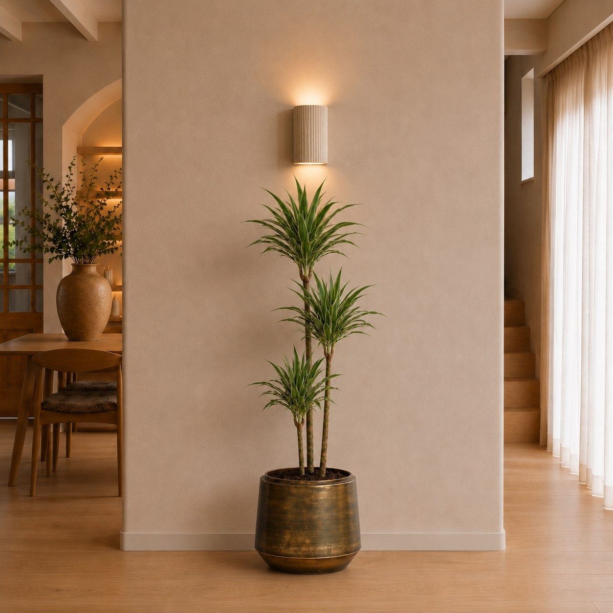 Dracaena White Stripe - 150 cm Dracaena White Stripe - 150 cm