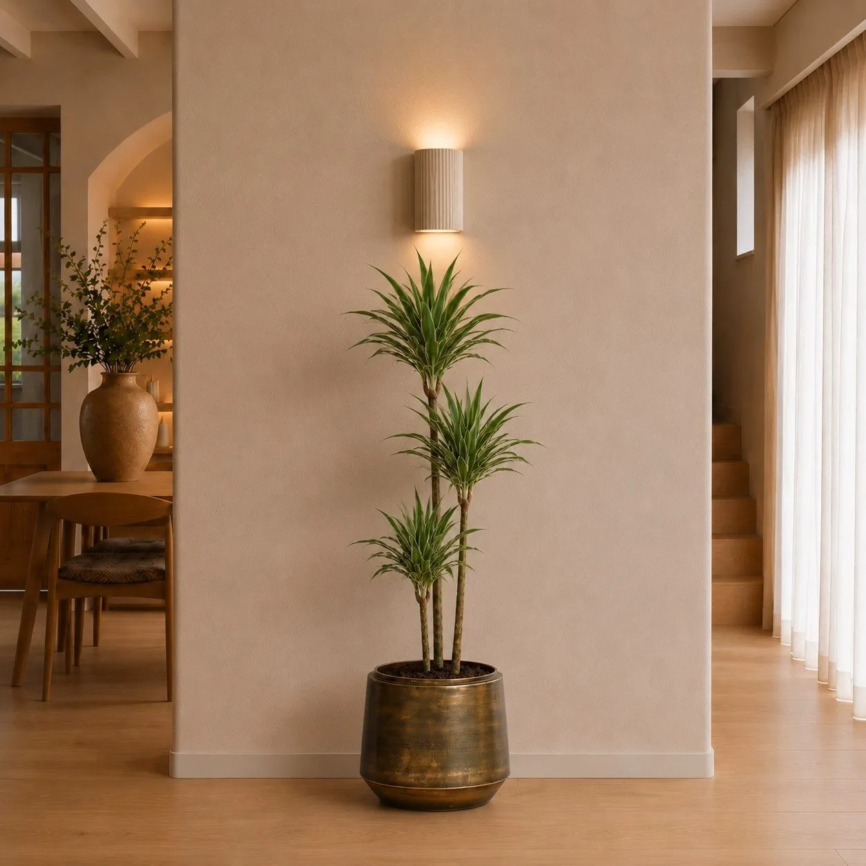 Dracaena White Stripe - 150 cm Dracaena White Stripe - 150 cm