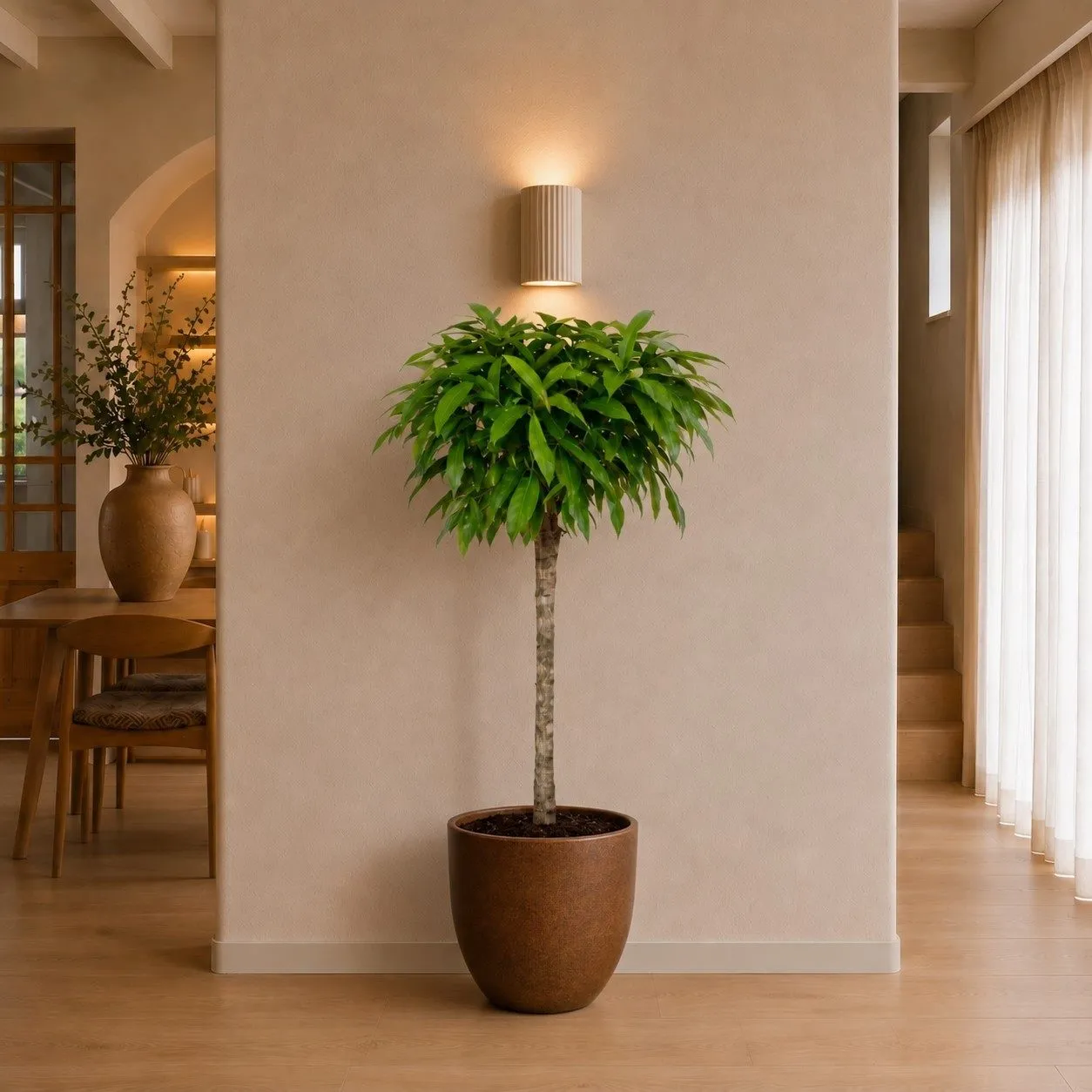 Ficus Amstel King - 130 cm Ficus Amstel King - 130 cm