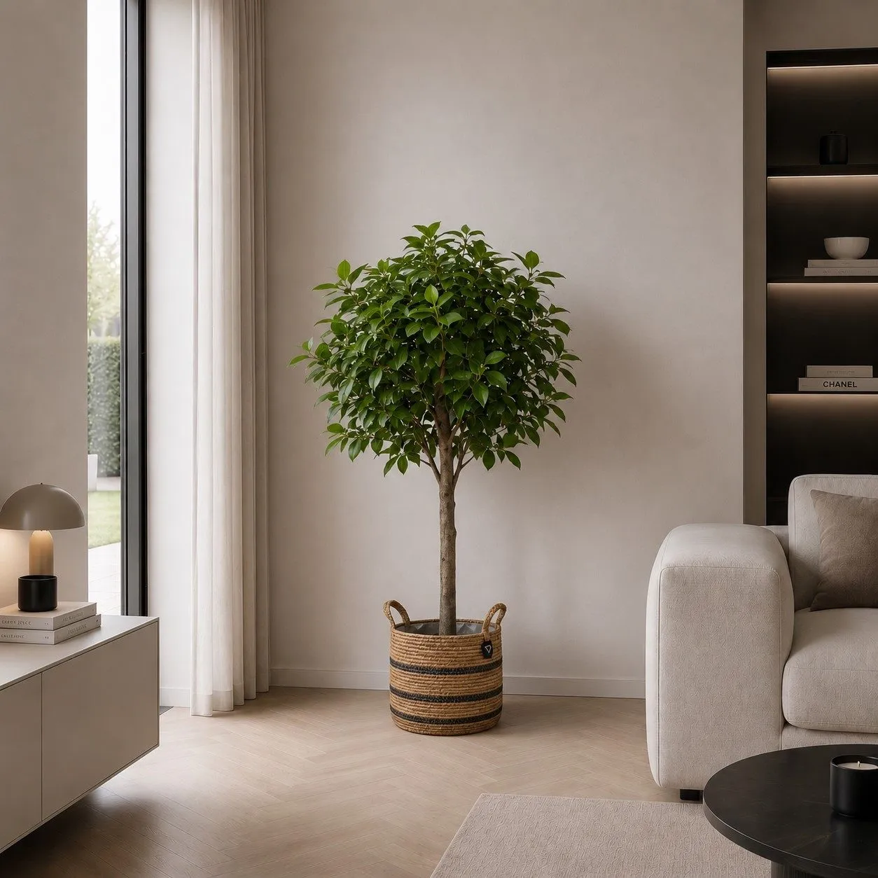 Ficus Benghalensis boom - 200 cm