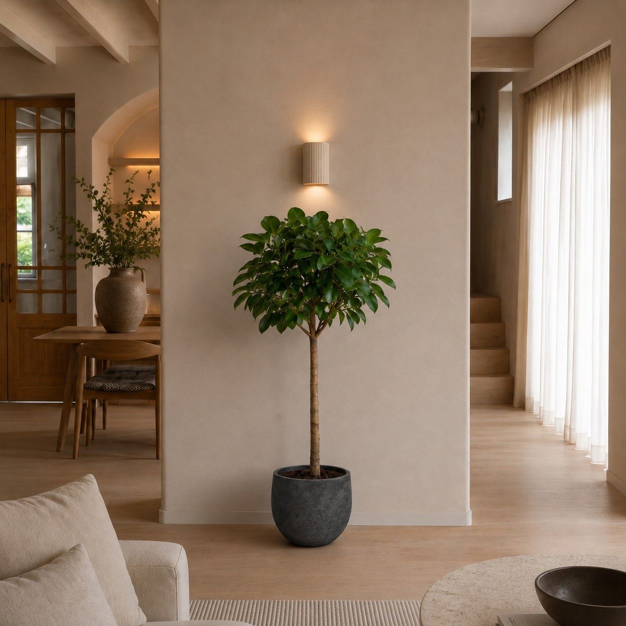 Ficus Elastica Robusta op stam - 190 cm