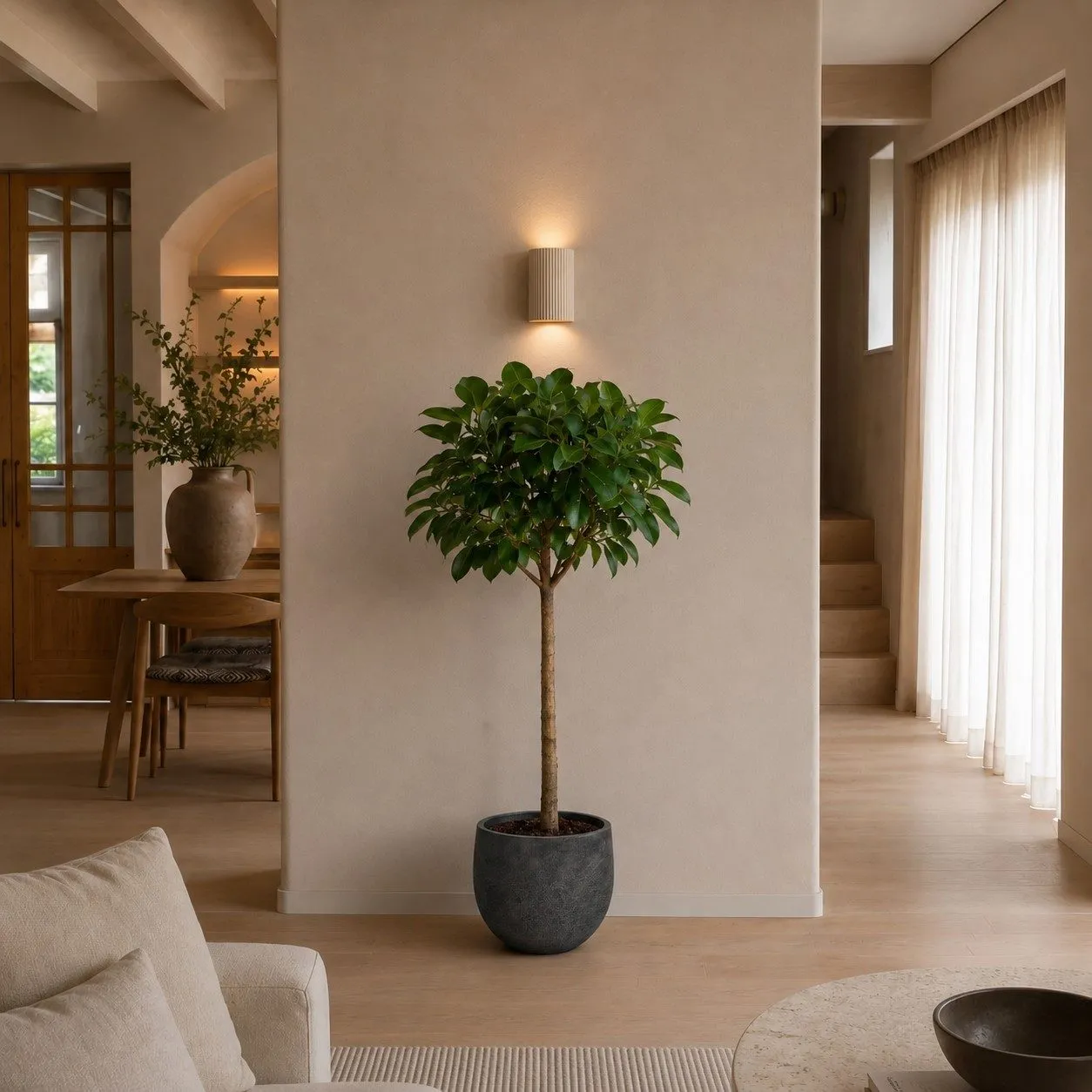 Ficus Elastica Robusta op stam - 190 cm Ficus Elastica Robusta op stam - 190 cm