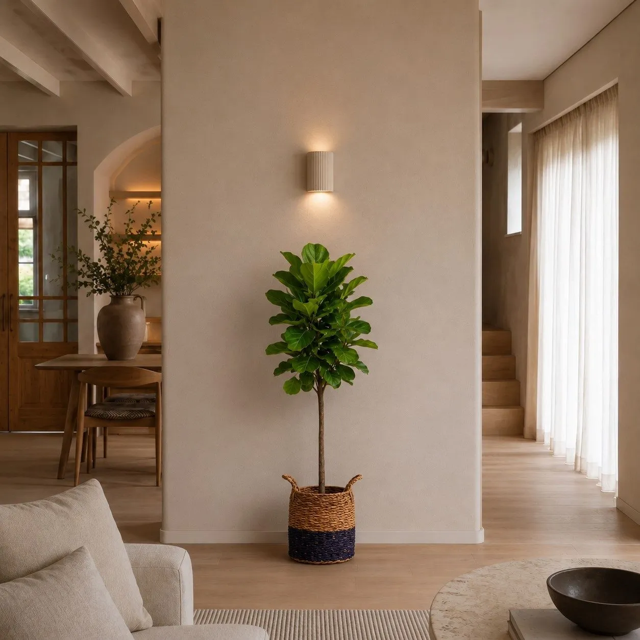 Ficus Lyrata boom - 200 cm