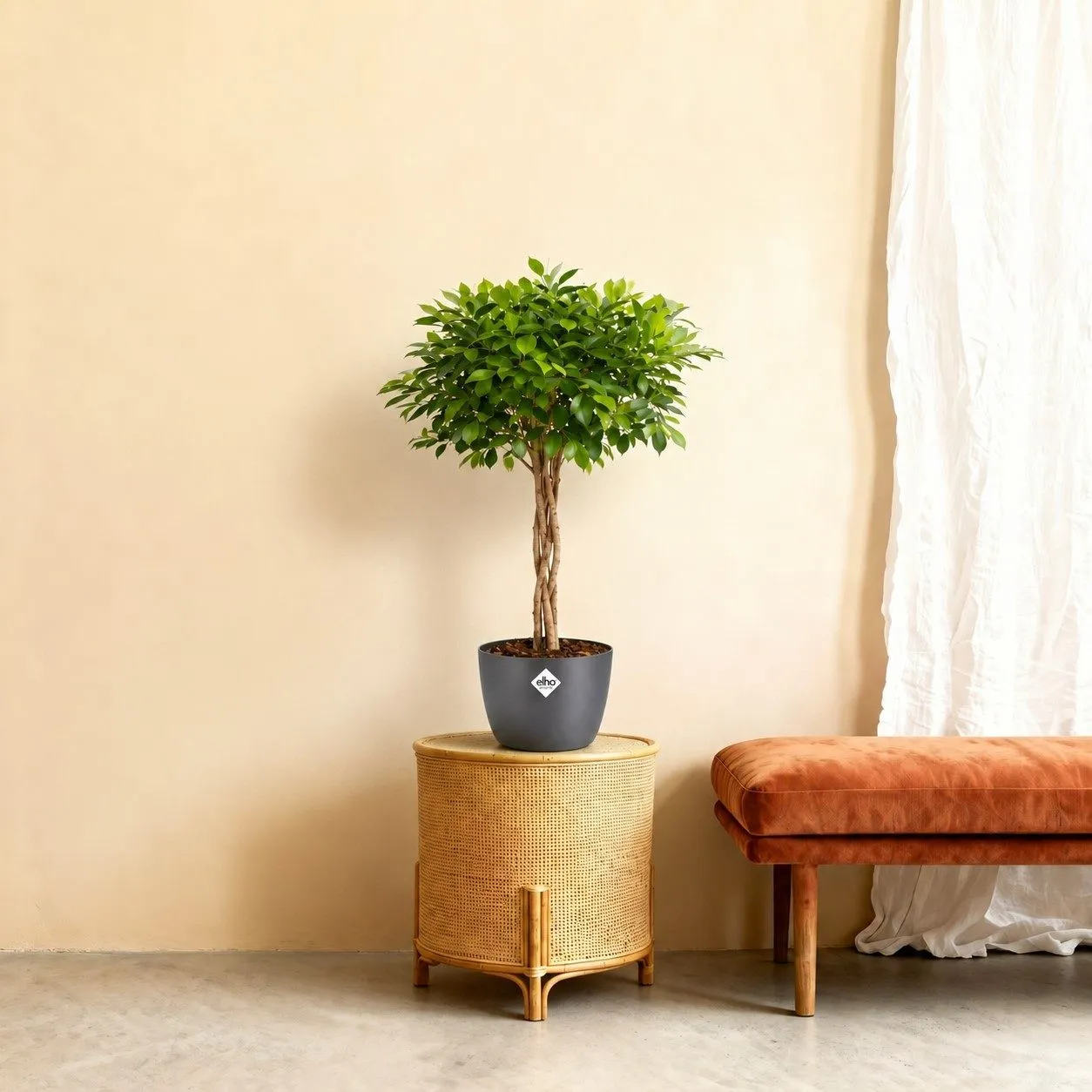 Ficus Nitida gevlochten stam – 100 cm