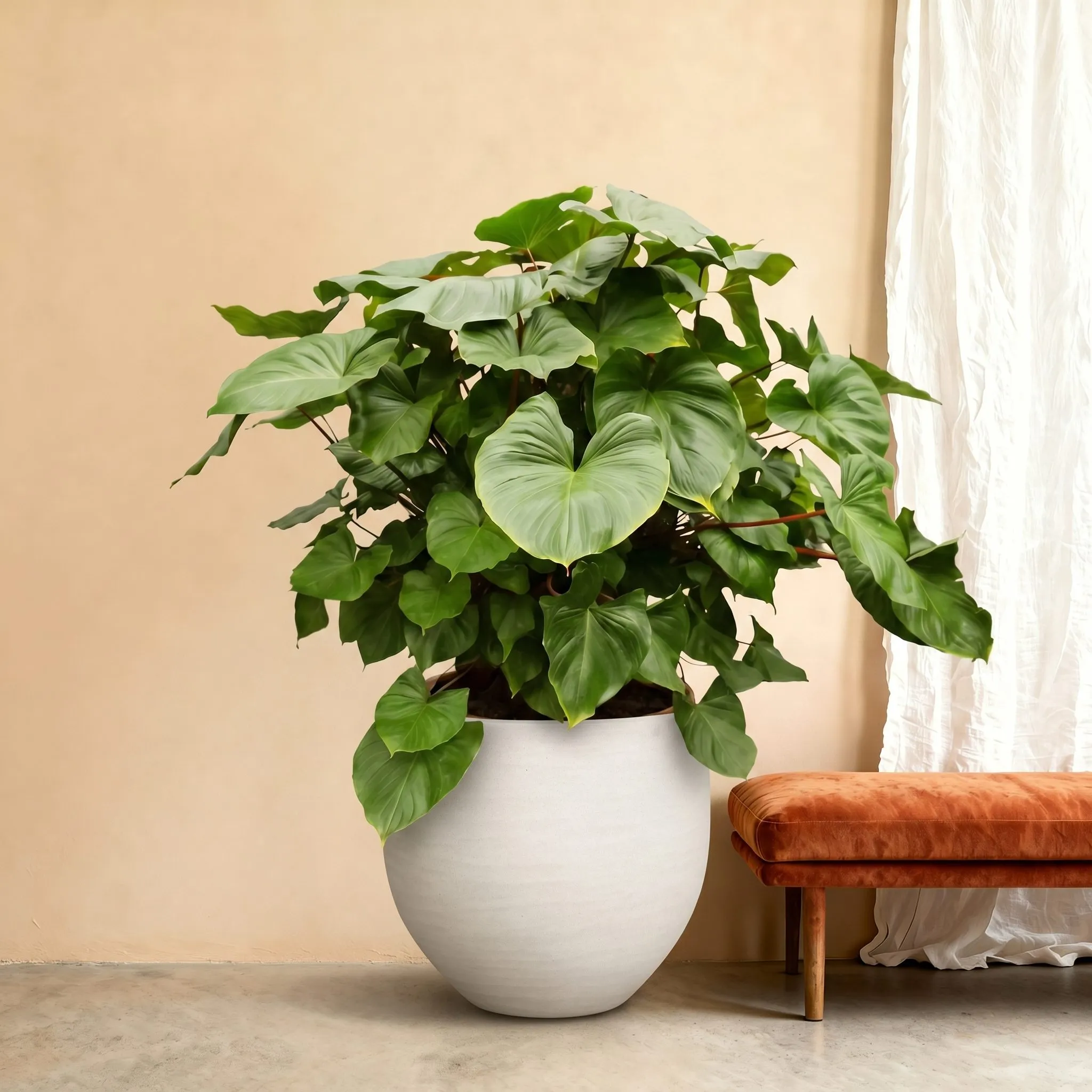 Homalomena Rubescens Maggy - 170 cm