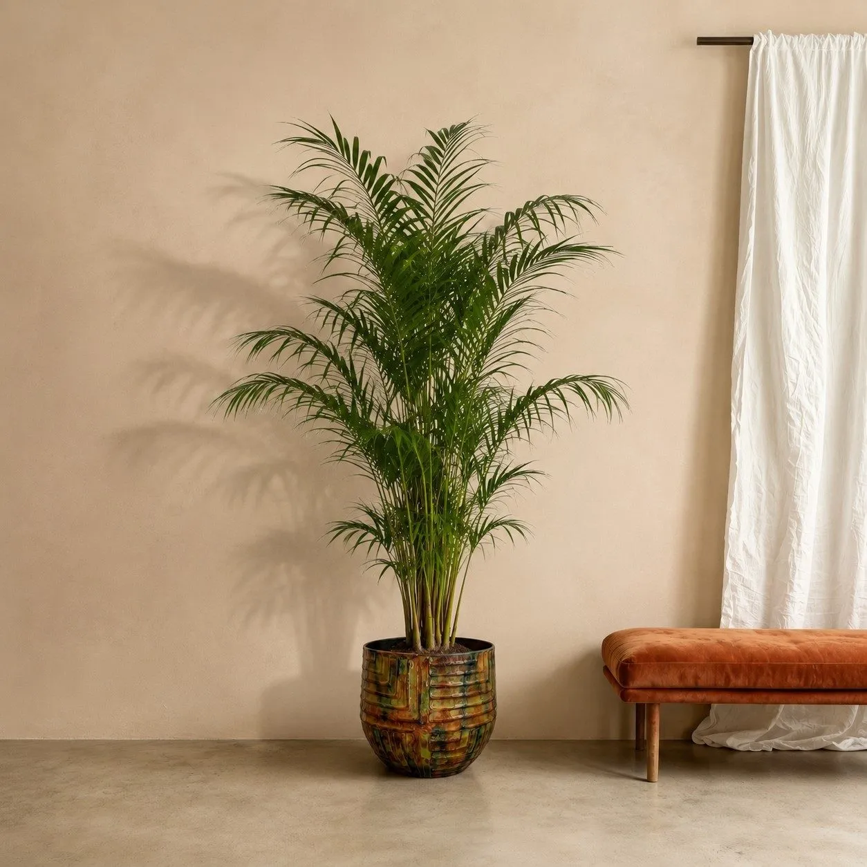 Kentia Palm - 260 cm Kentia Palm - 260 cm