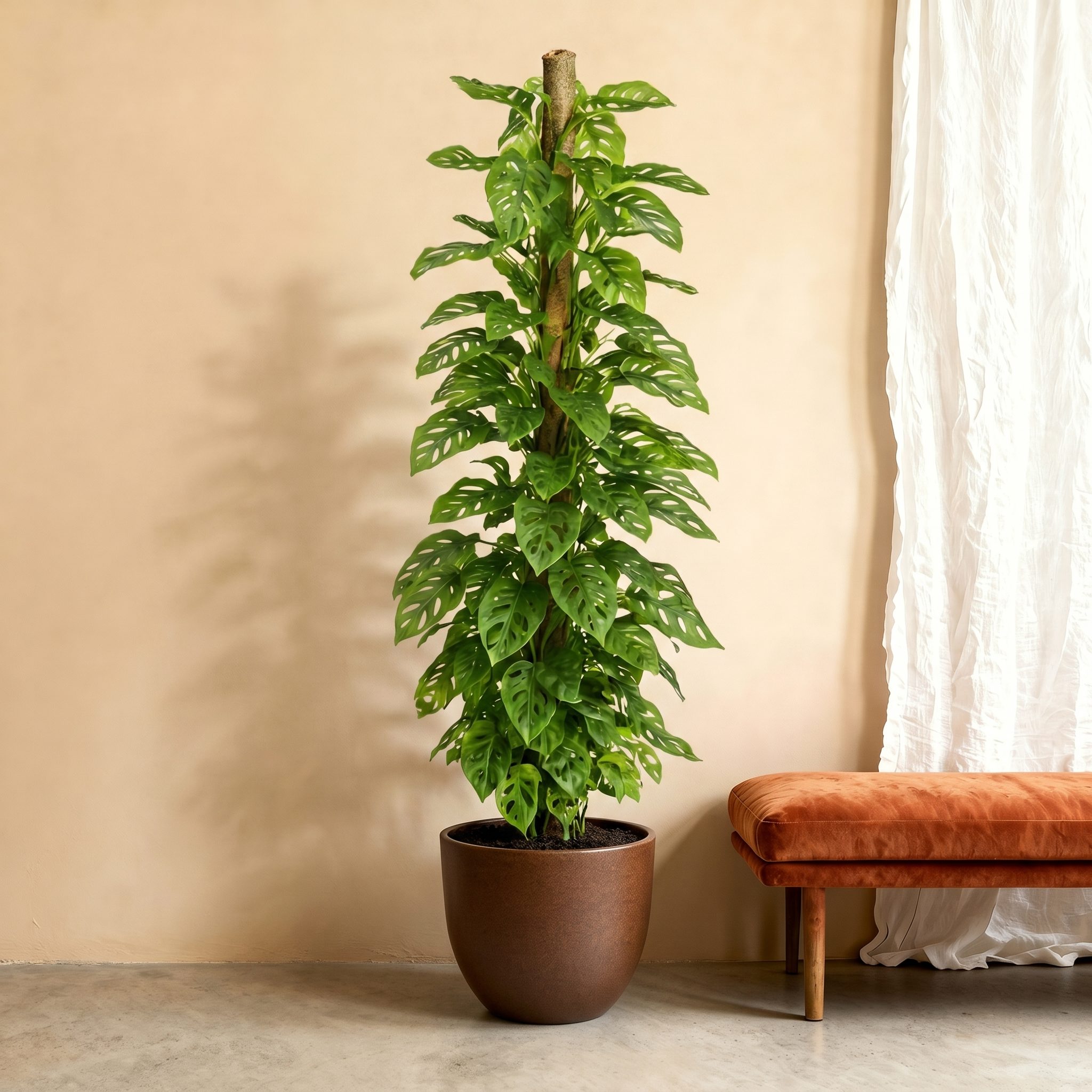 Monstera Monkey Leaf mosstok - 170 cm