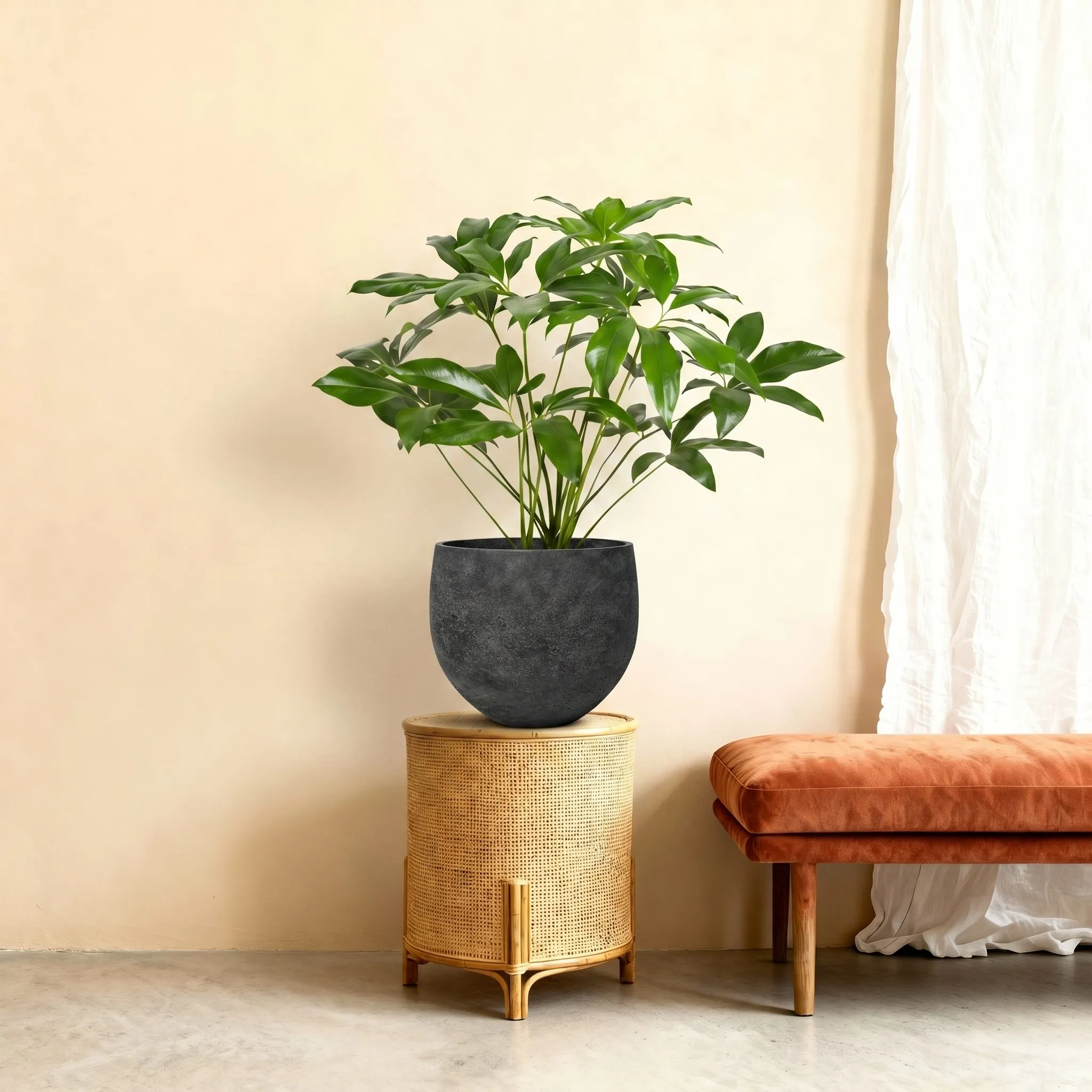 Philodendron Green Wonder - 100 cm