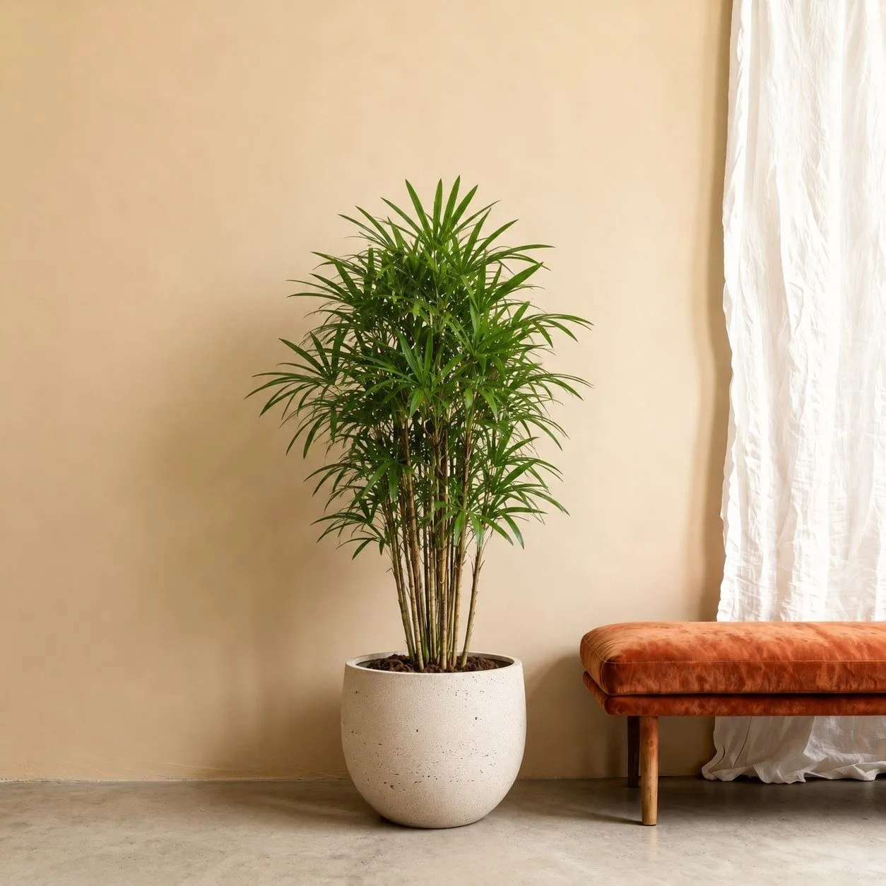 Rhapis Excelsa - 200 cm