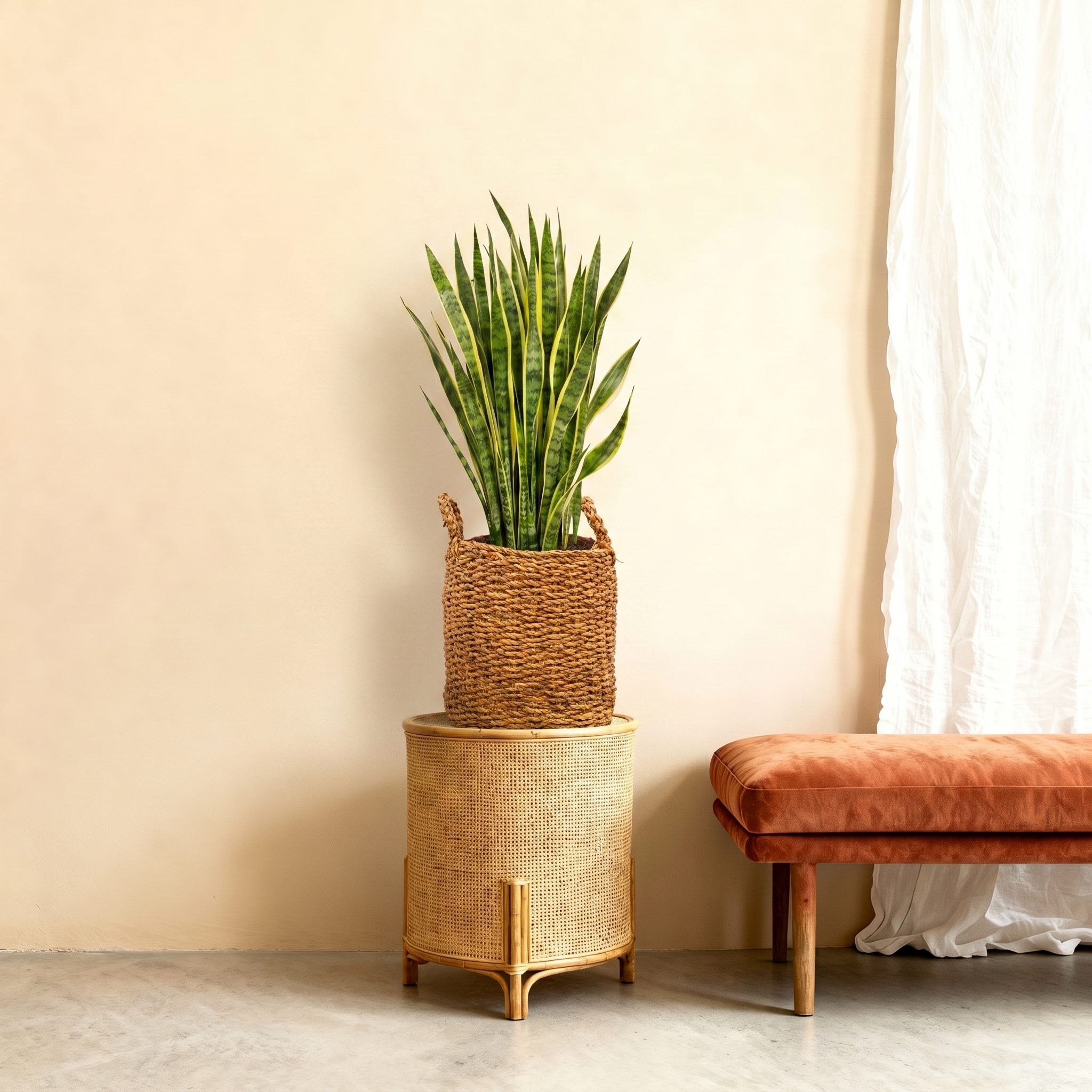 Sansevieria Laurentii - 100 cm