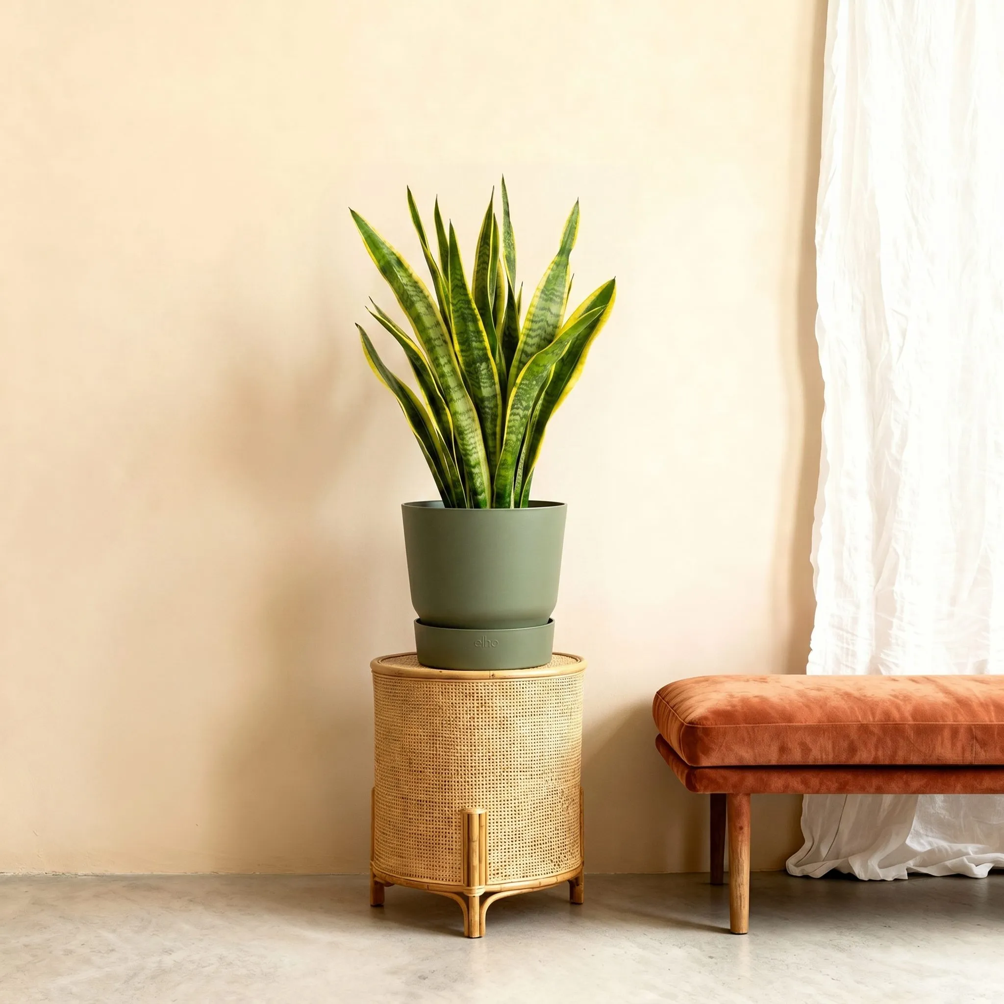 Sansevieria Laurentii - 90 cm Sansevieria Laurentii - 90 cm