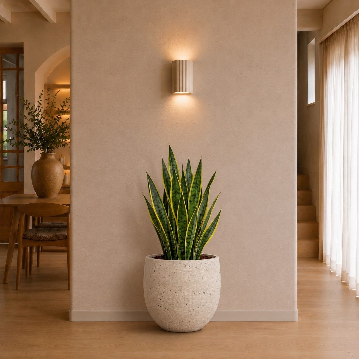Sansevieria Zeylanica - 110 cm Sansevieria Zeylanica - 110 cm