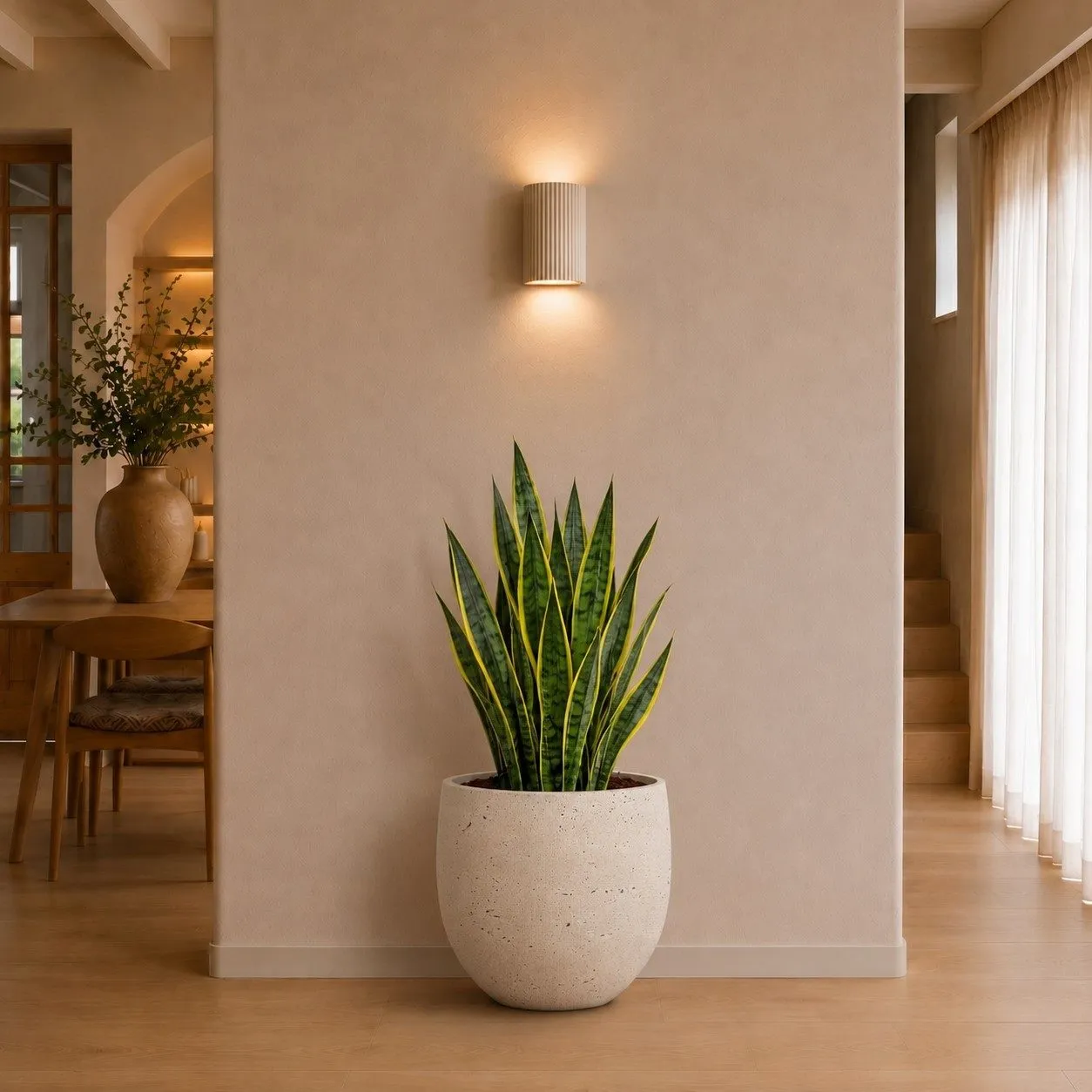 Sansevieria Zeylanica - 110 cm Sansevieria Zeylanica - 110 cm