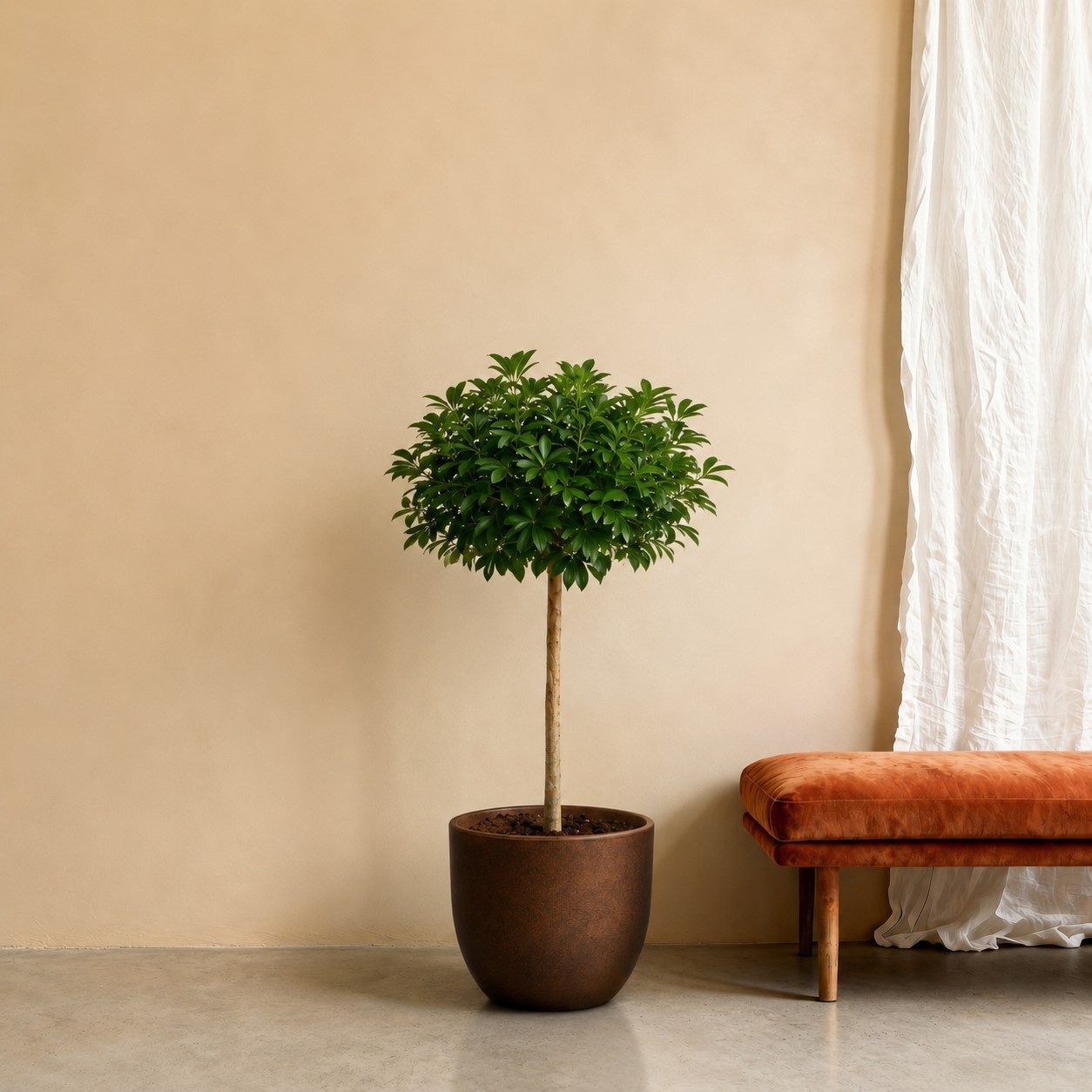Schefflera Arboricola Compacta boom - 190 cm Schefflera Arboricola Compacta boom - 190 cm