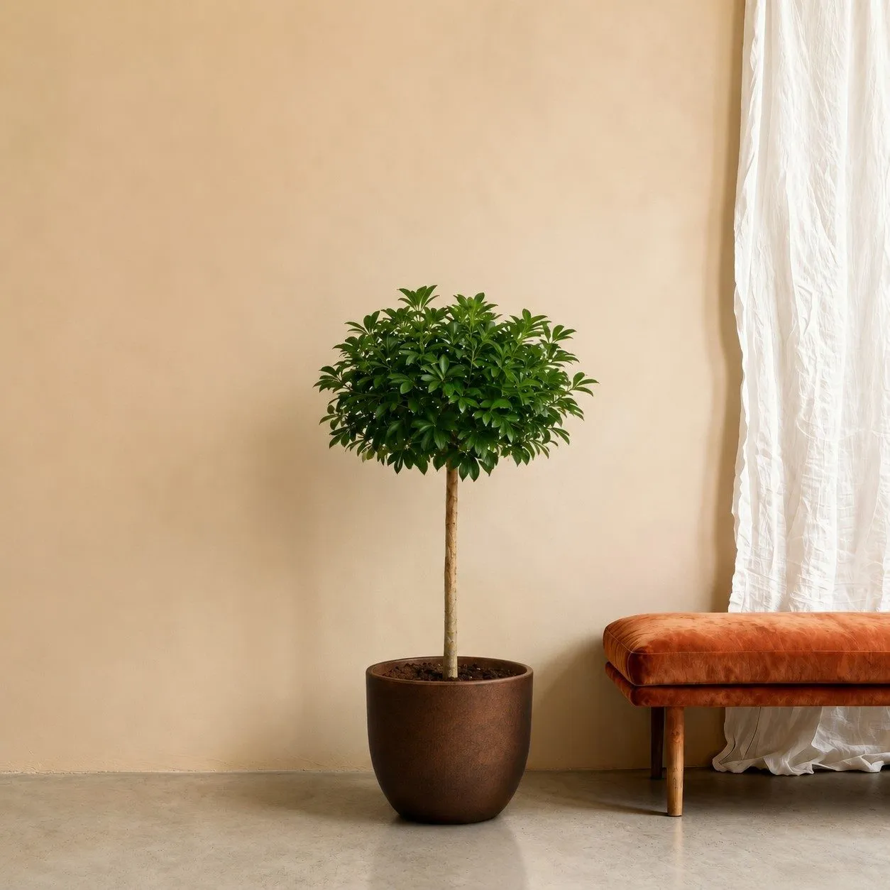 Schefflera Arboricola Compacta boom - 190 cm Schefflera Arboricola Compacta boom - 190 cm