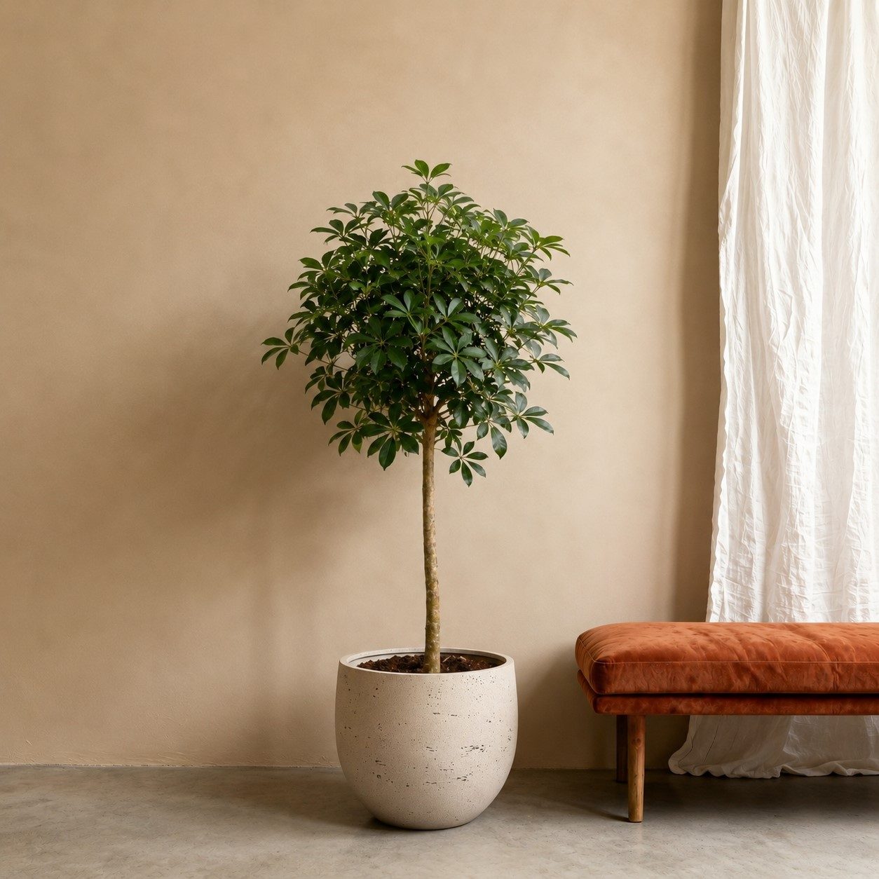 Schefflera (Vingerplant) op stam - 170 cm Schefflera (Vingerplant) op stam - 170 cm