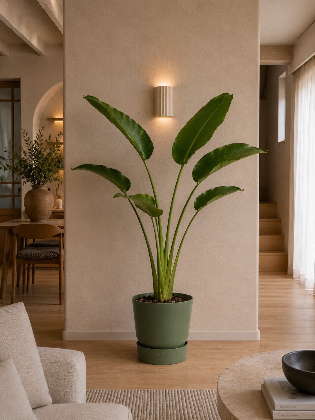 Strelitzia Augusta - 160 cm Strelitzia Augusta - 160 cm
