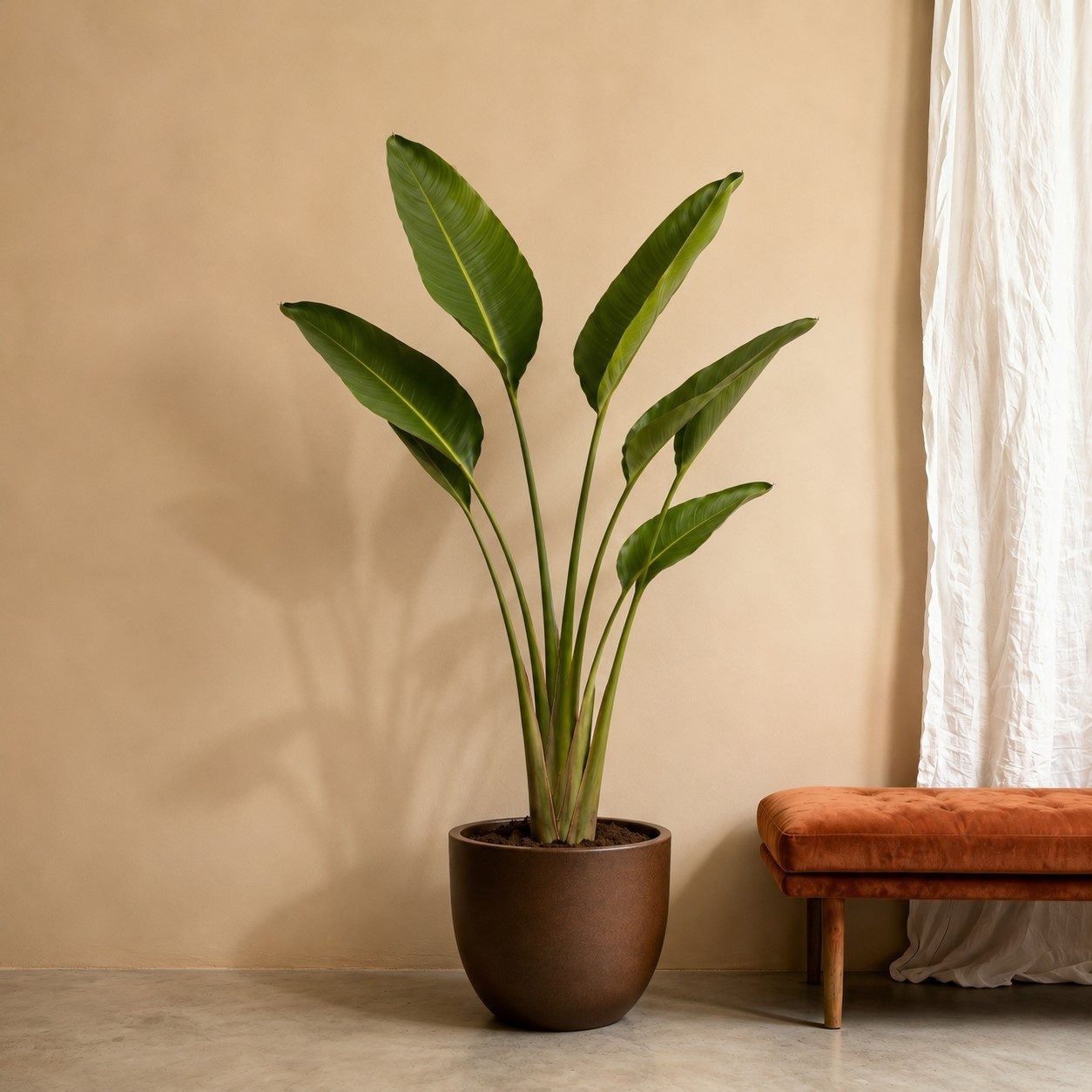 Strelitzia Augusta - 180 cm