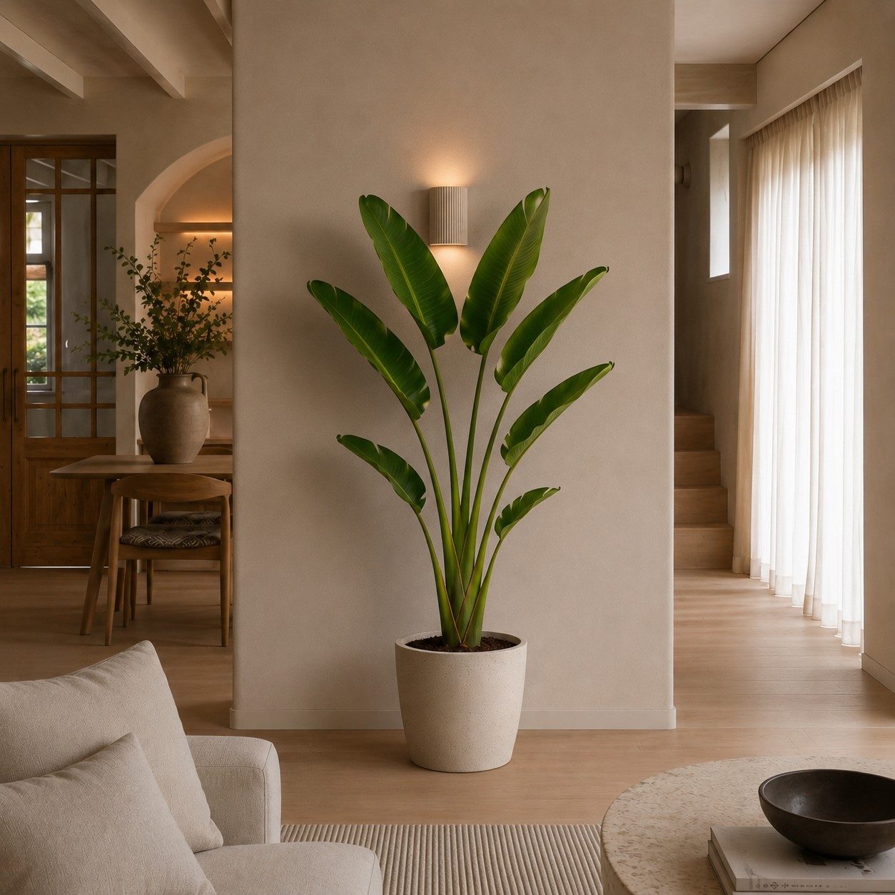 Strelitzia Augusta - 210 cm