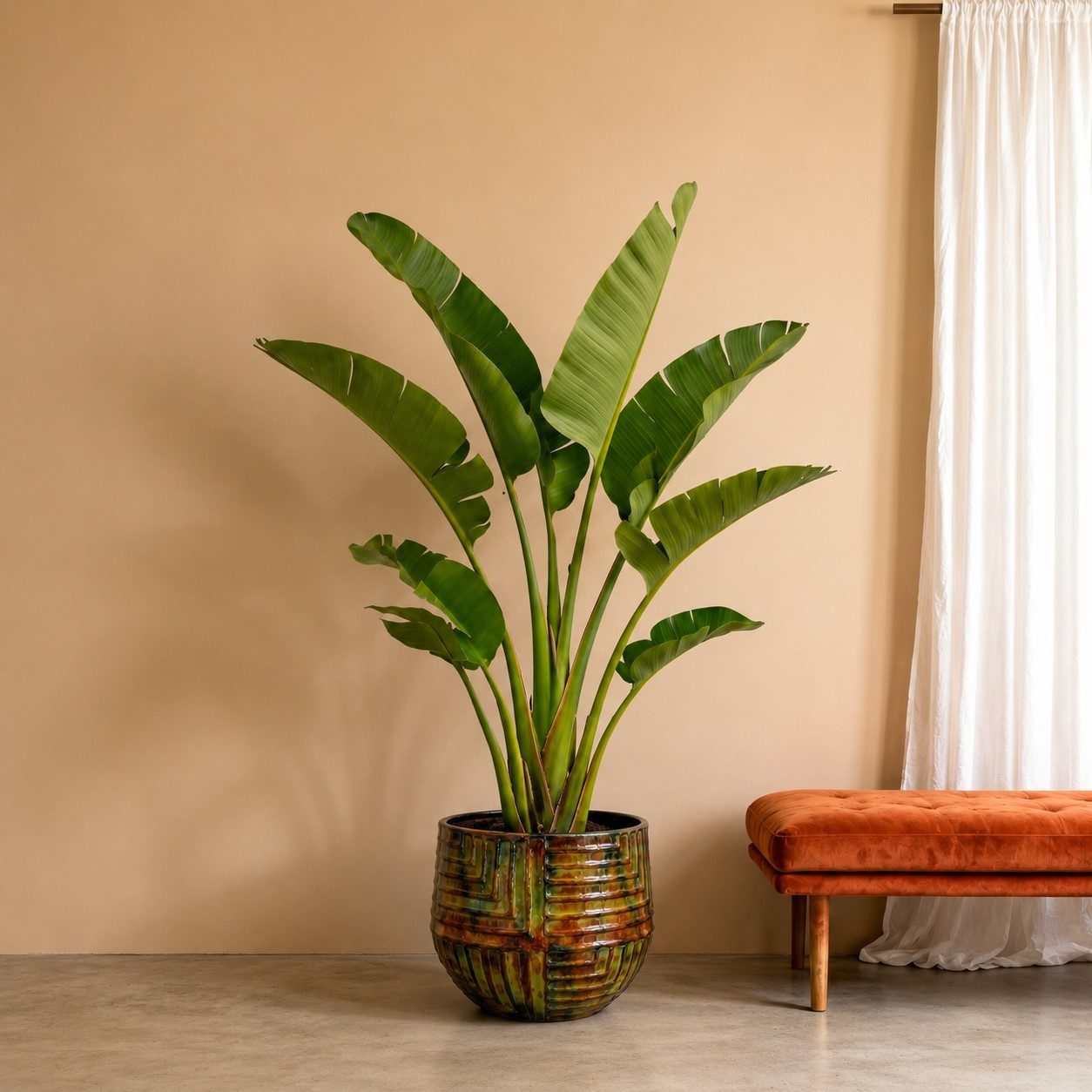 Strelitzia Augusta - 250 cm
