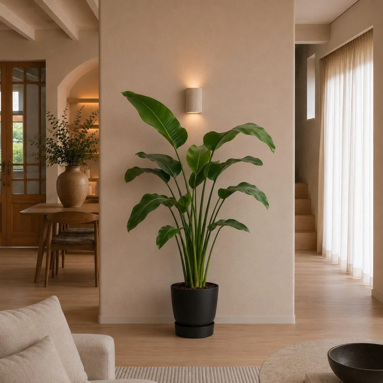 Strelitzia Nicolai - 150 cm
