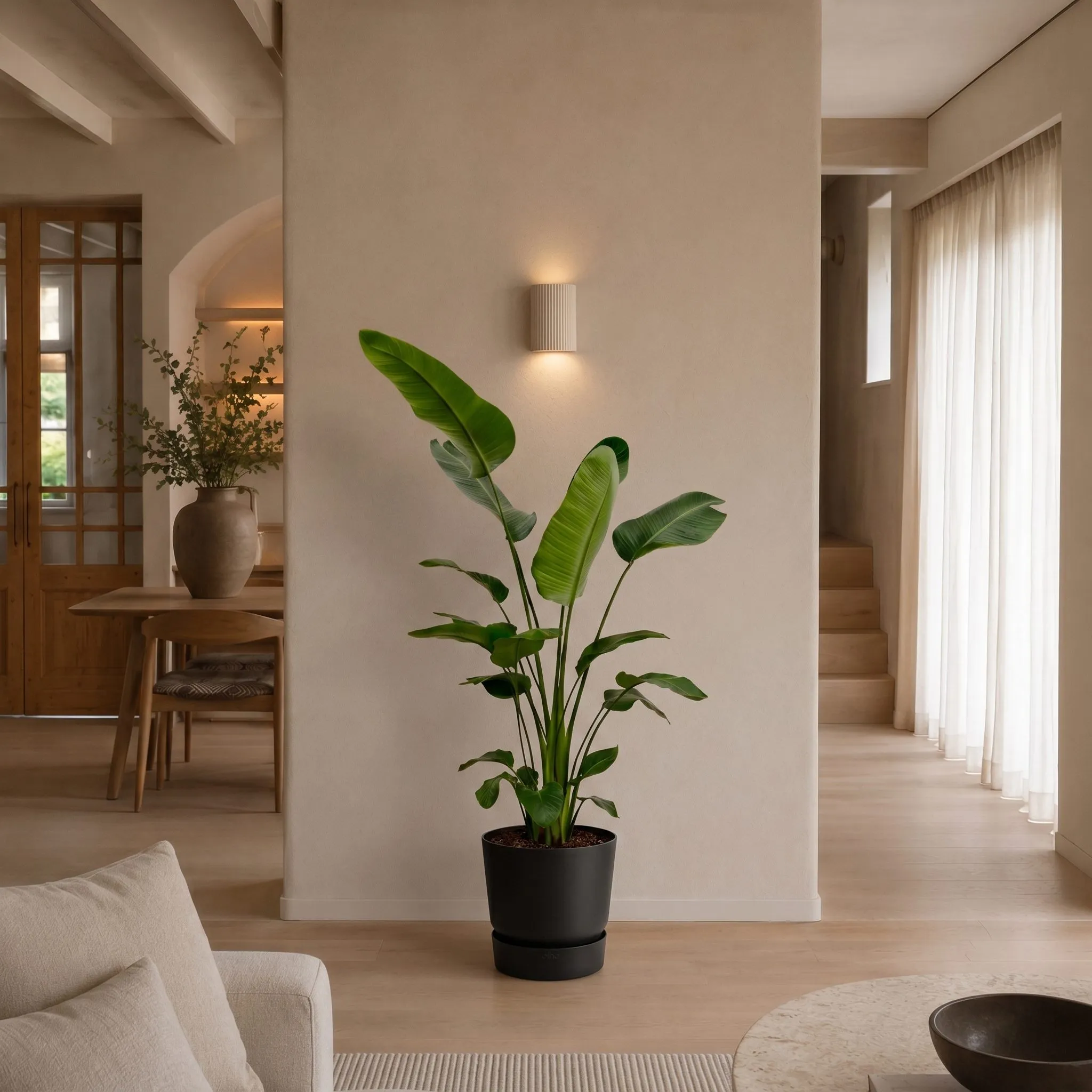 Strelitzia Nicolai - 190 cm