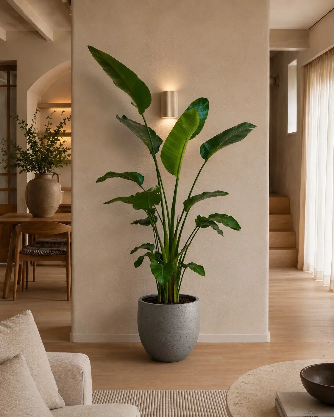 Strelitzia Nicolai - 210 cm Strelitzia Nicolai - 210 cm