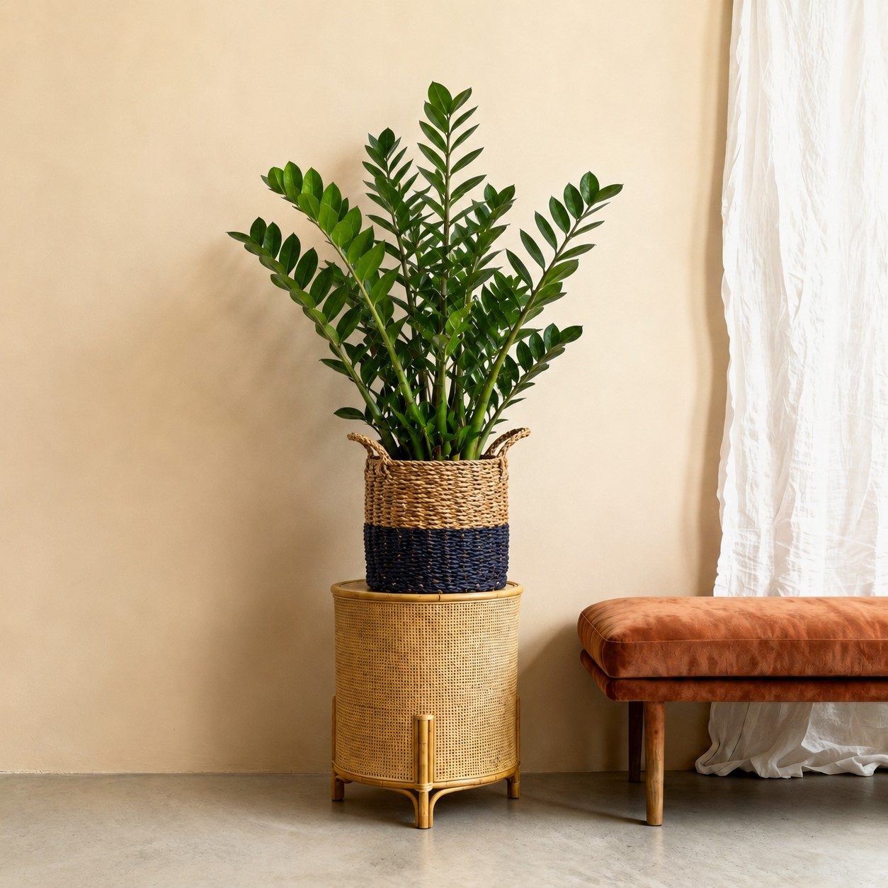 Zamioculcas – 90 cm Zamioculcas – 90 cm